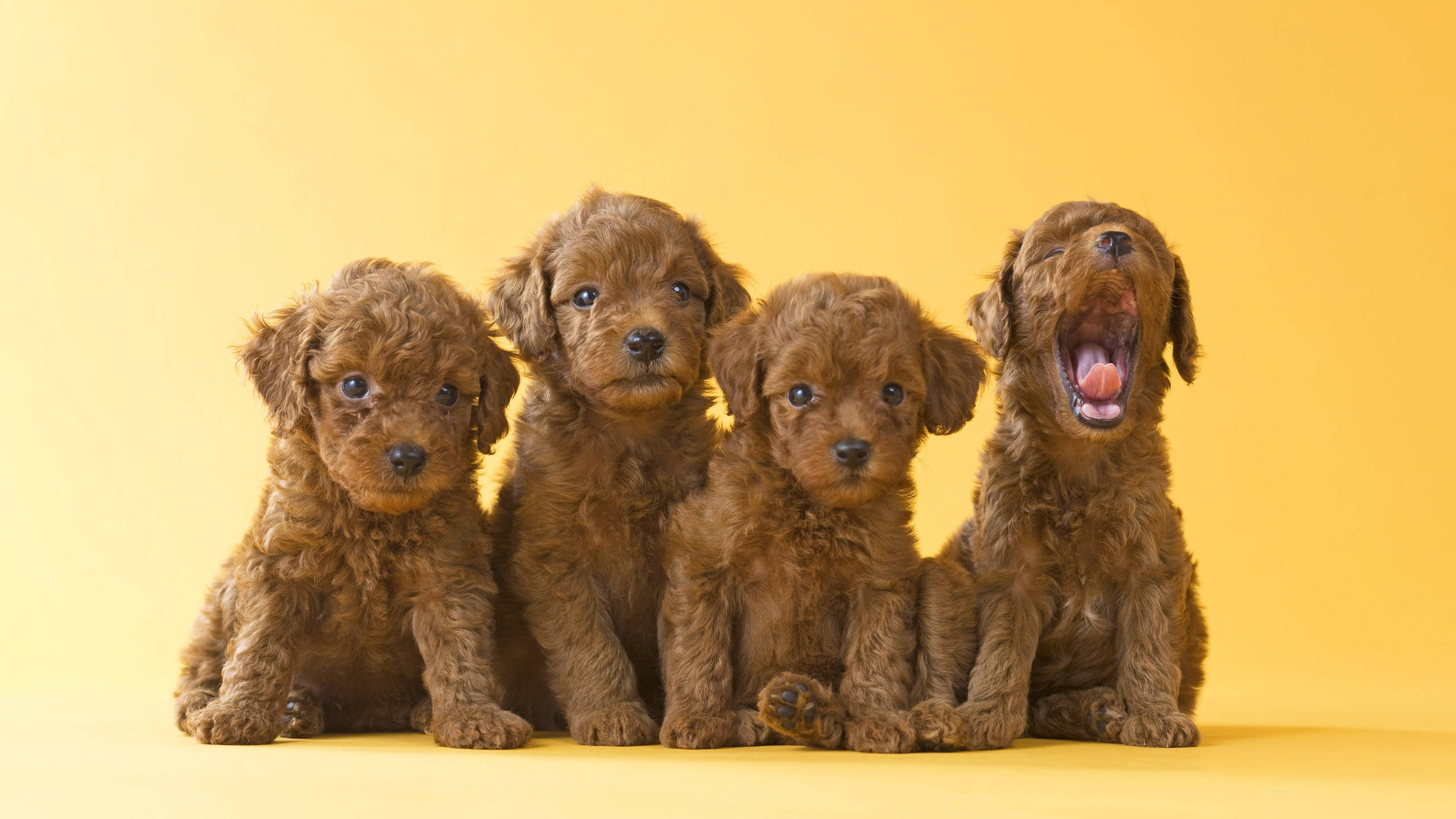 愛らしいブラウンのトイプードルの子犬たち 壁紙