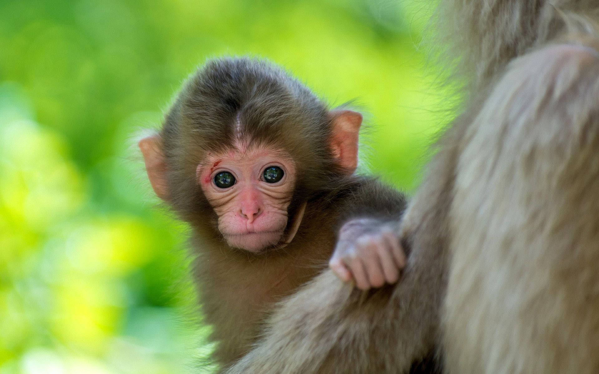 愛らしい子ザルの視線 壁紙