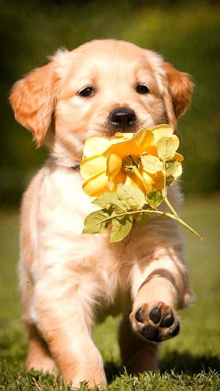愛らしい子犬 壁紙