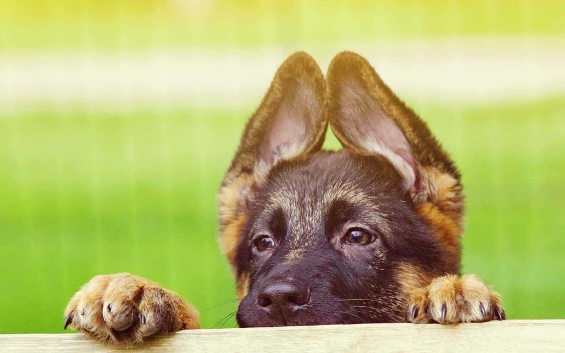 愛らしい子犬、とびきりかわいい！ 壁紙