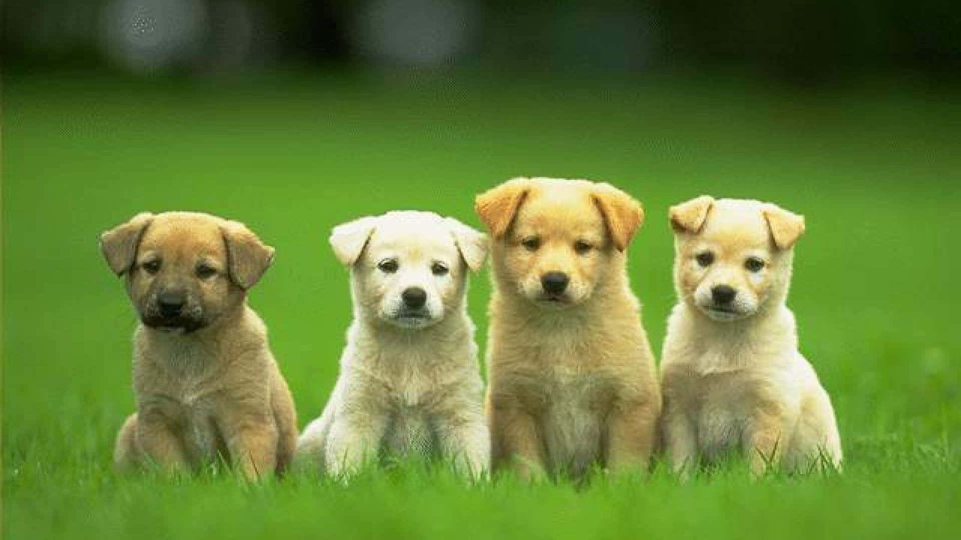 愛らしい子犬がのんびり寛ぐ姿 壁紙
