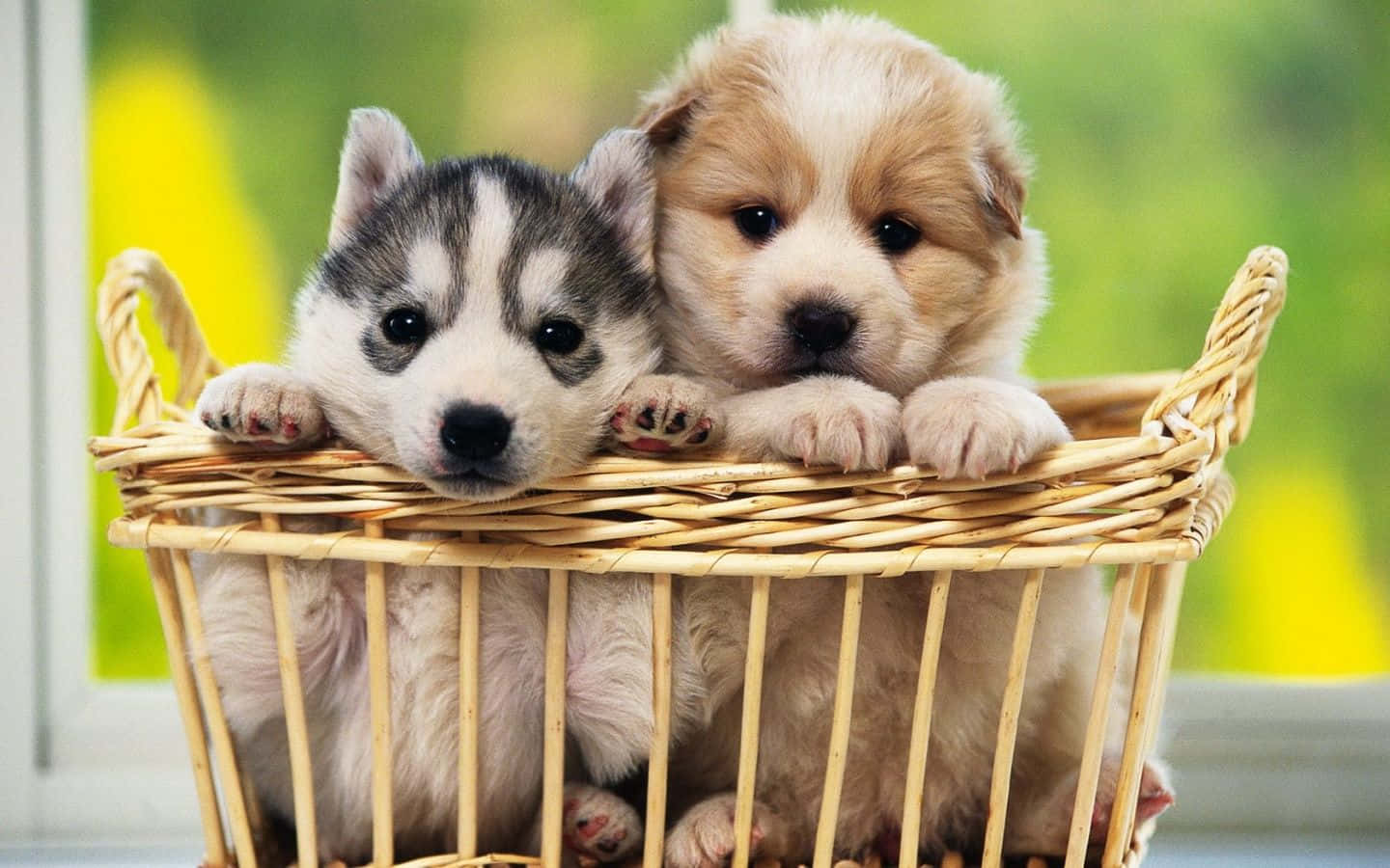 愛らしい子犬が芝生でくつろぐ 壁紙