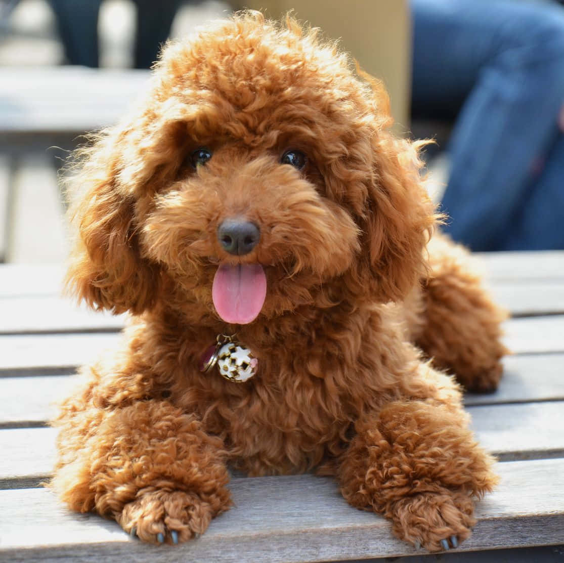 愛らしい小さな犬たちが遊び心たっぷりにポーズをとる姿 壁紙