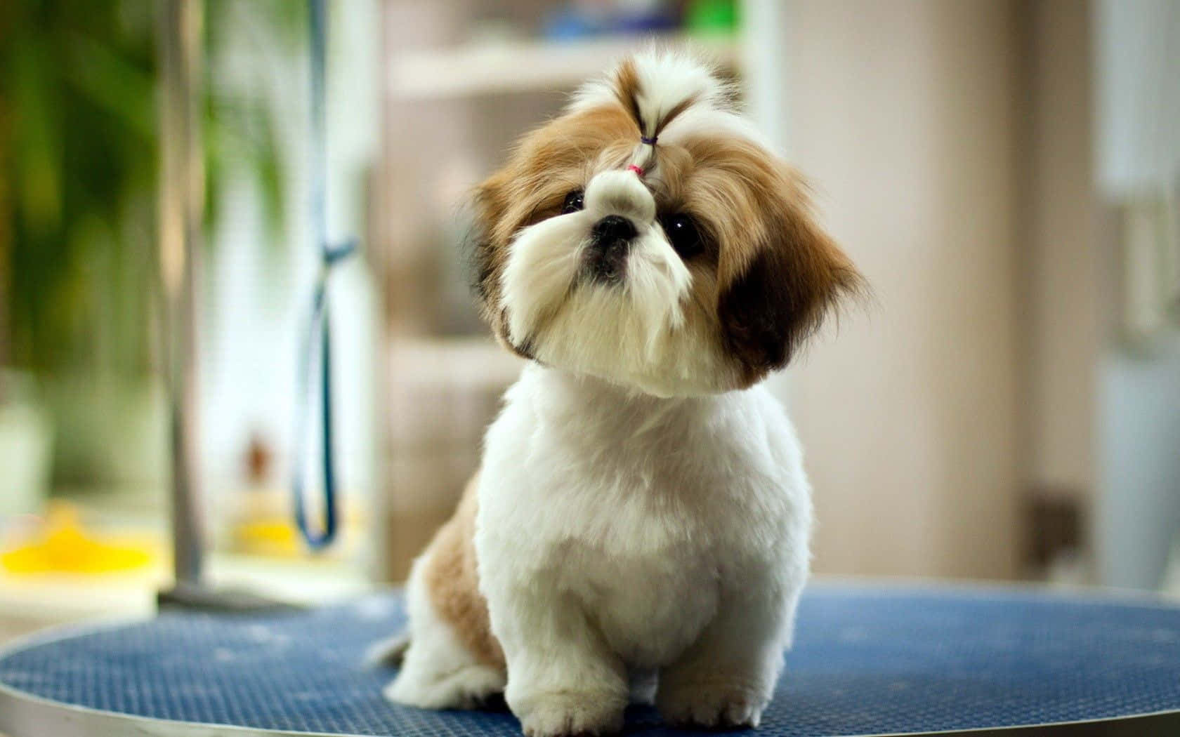 愛らしい犬が屋外でポーズ 壁紙