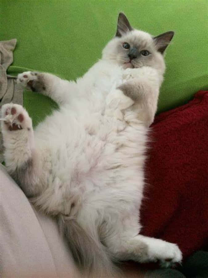 愛らしい猫のひととき - キュートでおかしな猫 壁紙