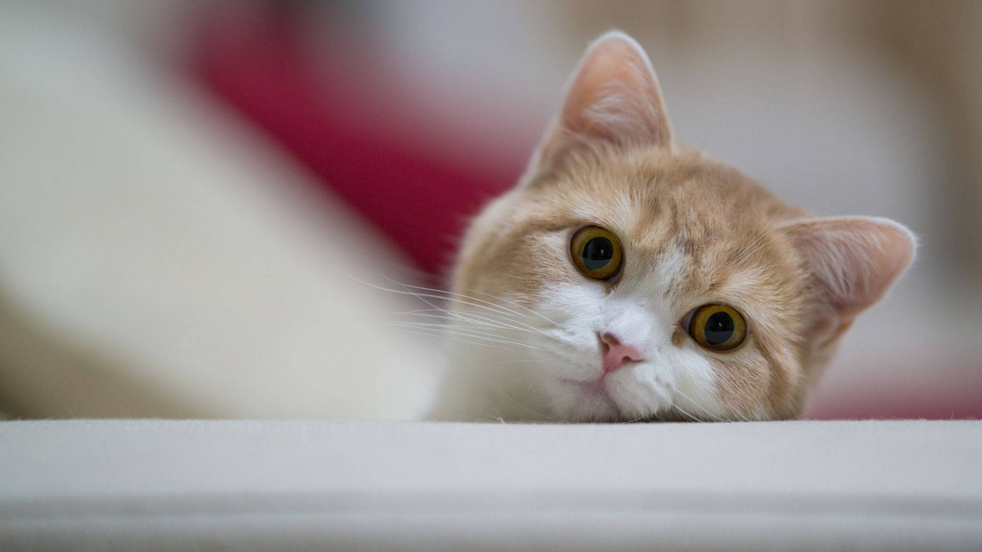 愛らしい猫のパソコン 壁紙
