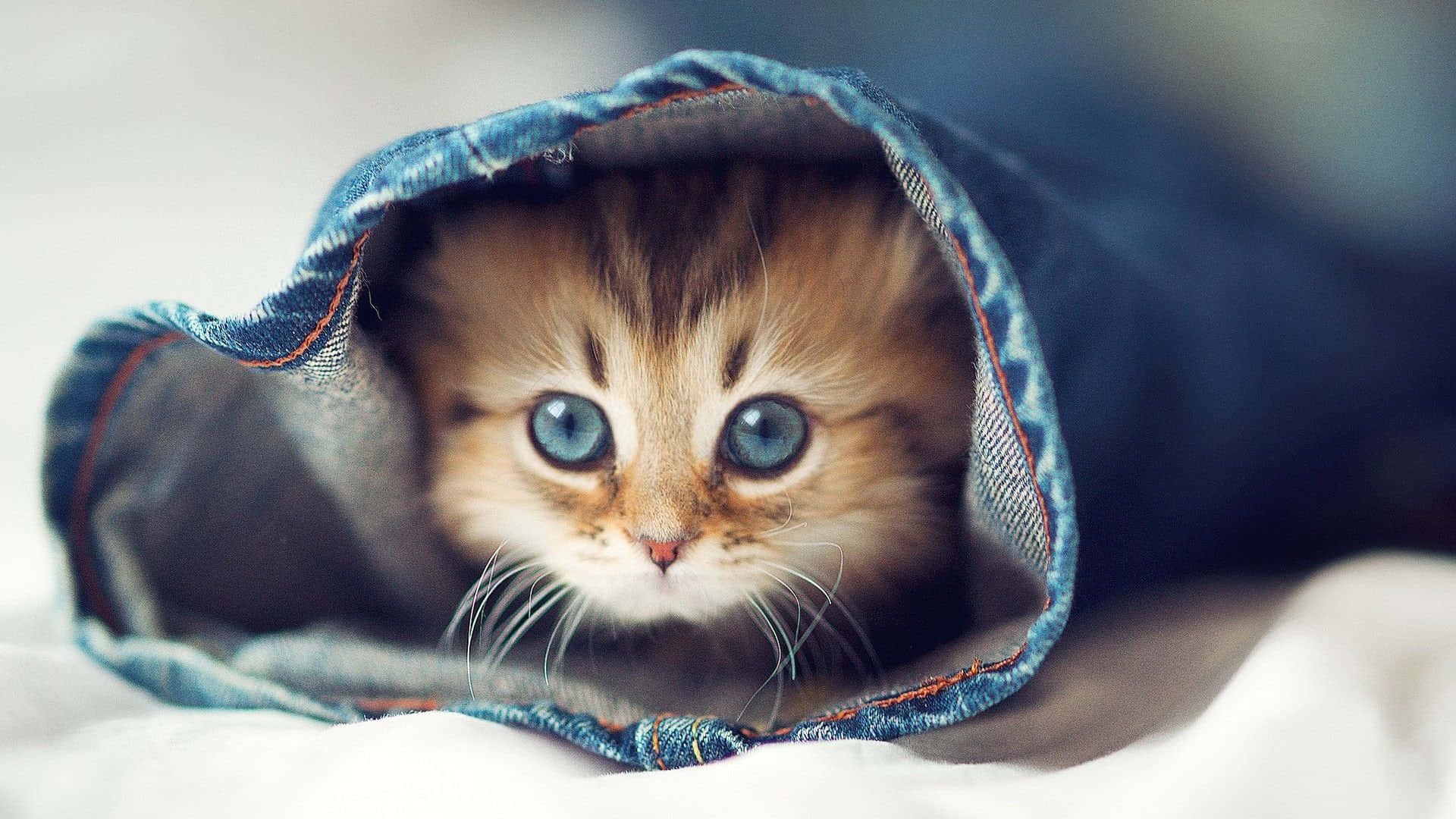 愛らしい猫の愉快なひととき 壁紙