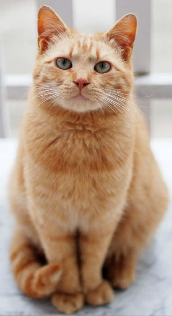 愛らしい茶トラ猫の写真 壁紙