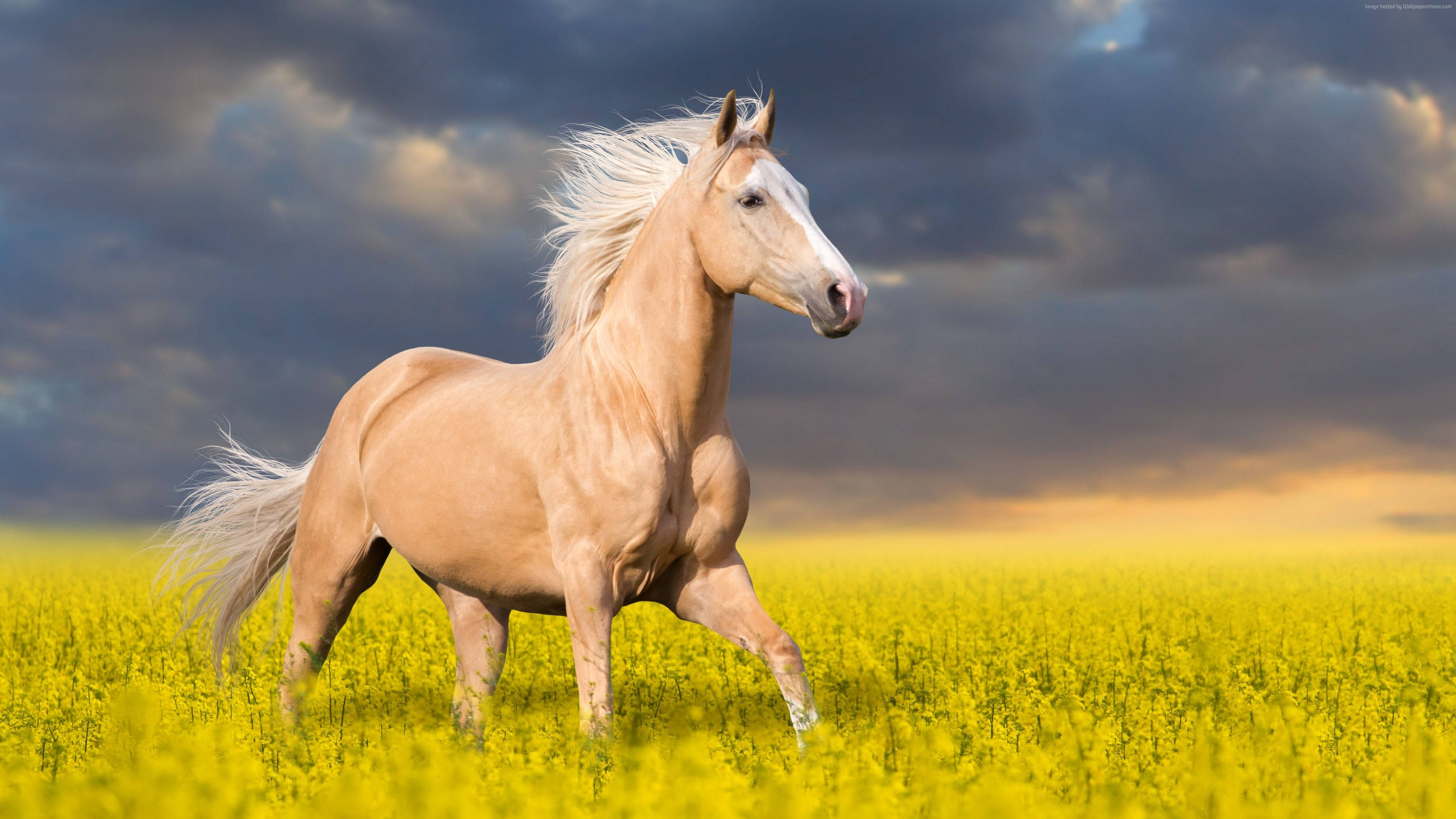 愛らしい草原の馬 壁紙