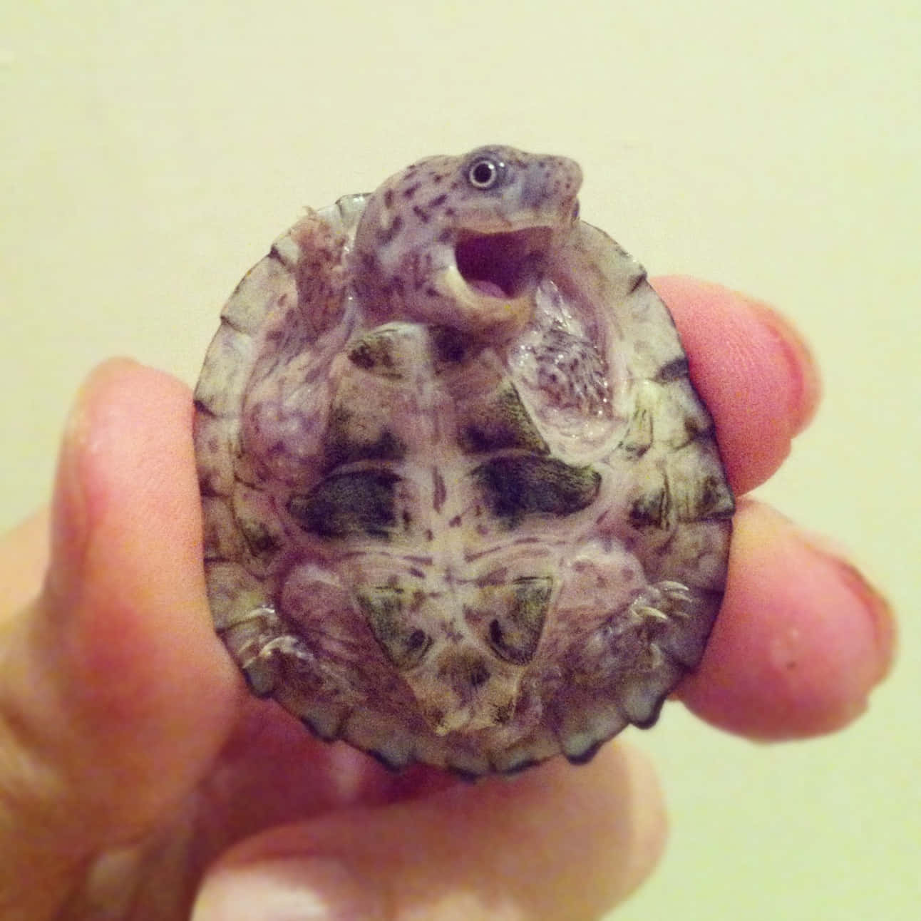愛らしい赤ちゃんウミガメ 壁紙