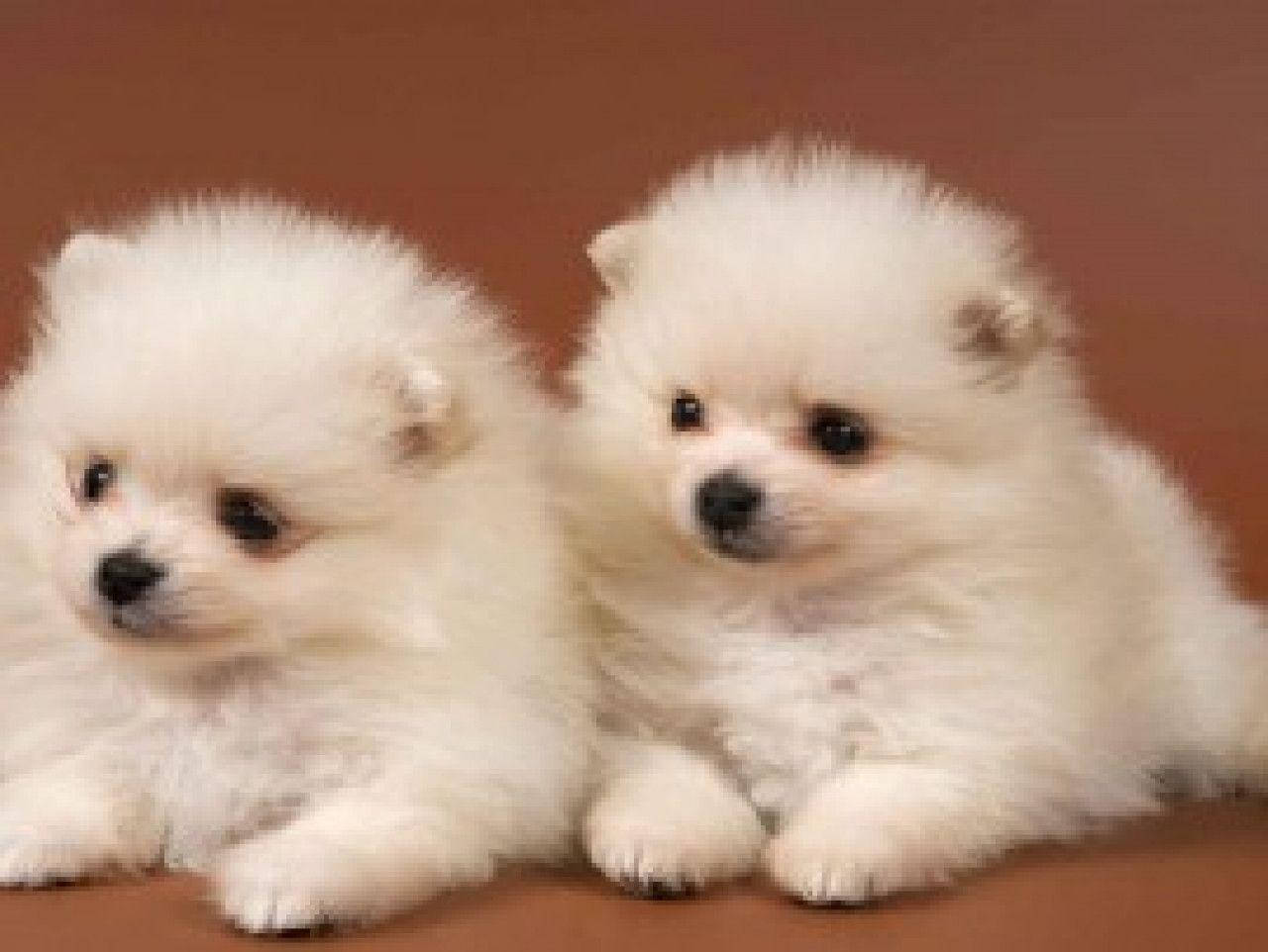 愛らしい魅力：元気いっぱいの子犬のひととき 壁紙