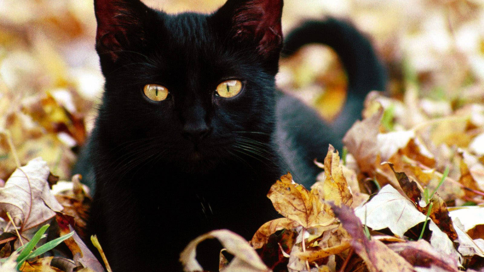 愛らしい黒猫がくつろぐ 壁紙