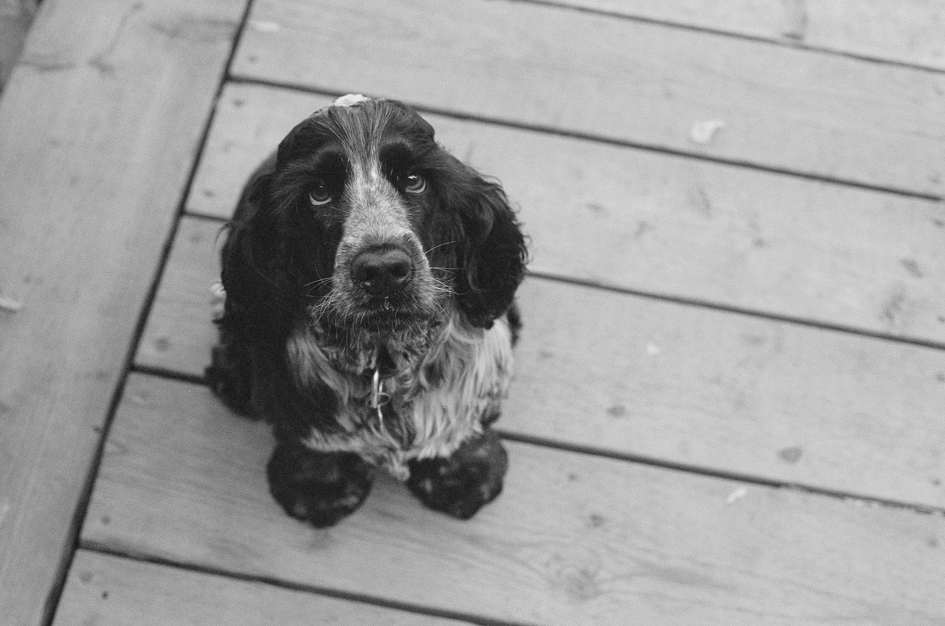 子犬のような目で見つめる成犬のコッカースパニエルの壁紙