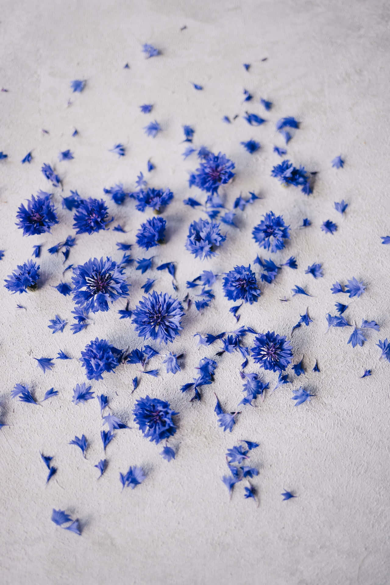 押しつぶされた青い花の花びらの電話 壁紙