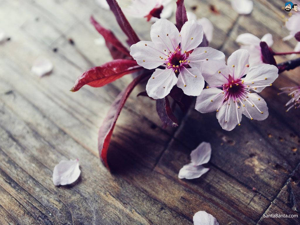 散りゆく桜 壁紙