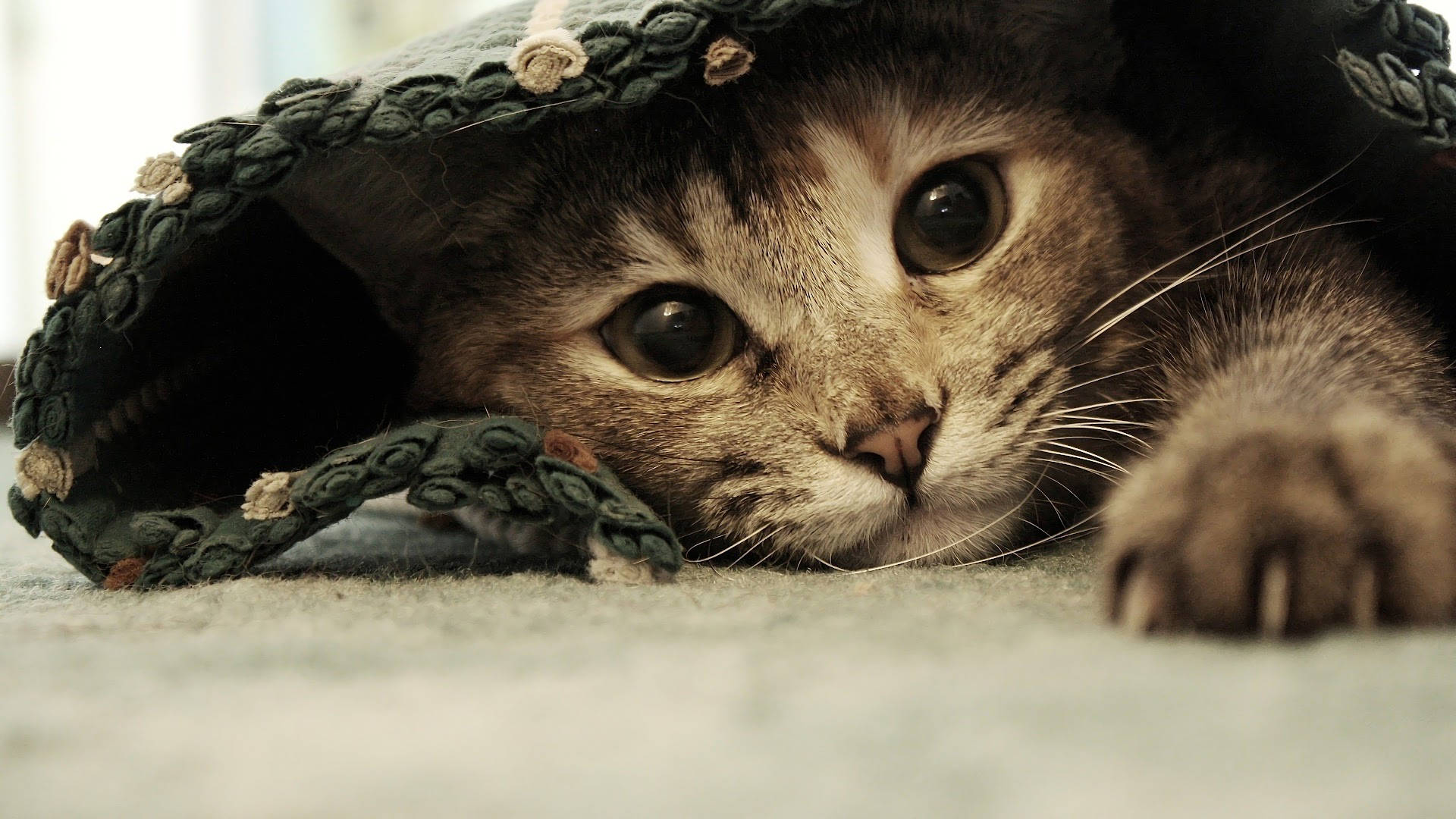 敷物の下の美しい猫 壁紙