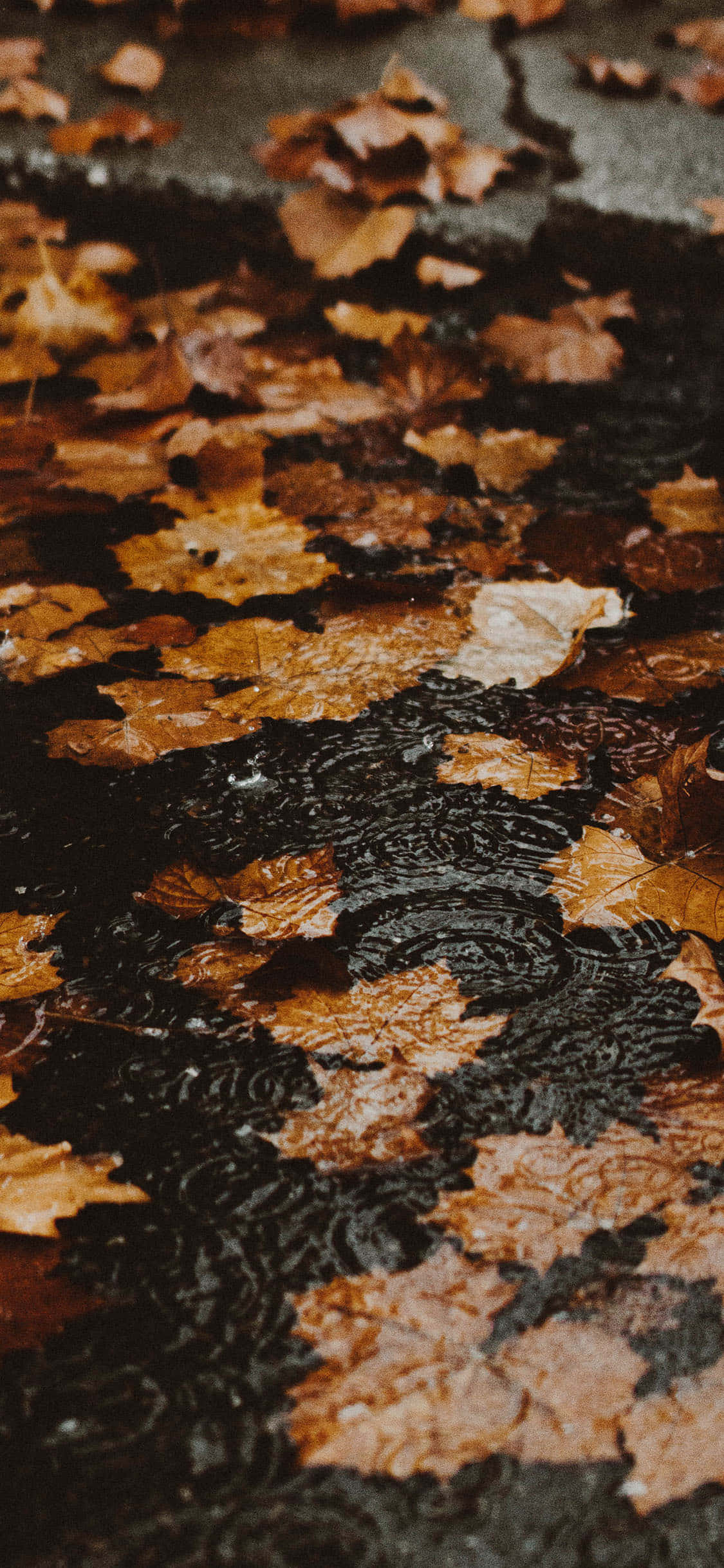 新型Fall iPhoneで素晴らしい写真を撮影 壁紙