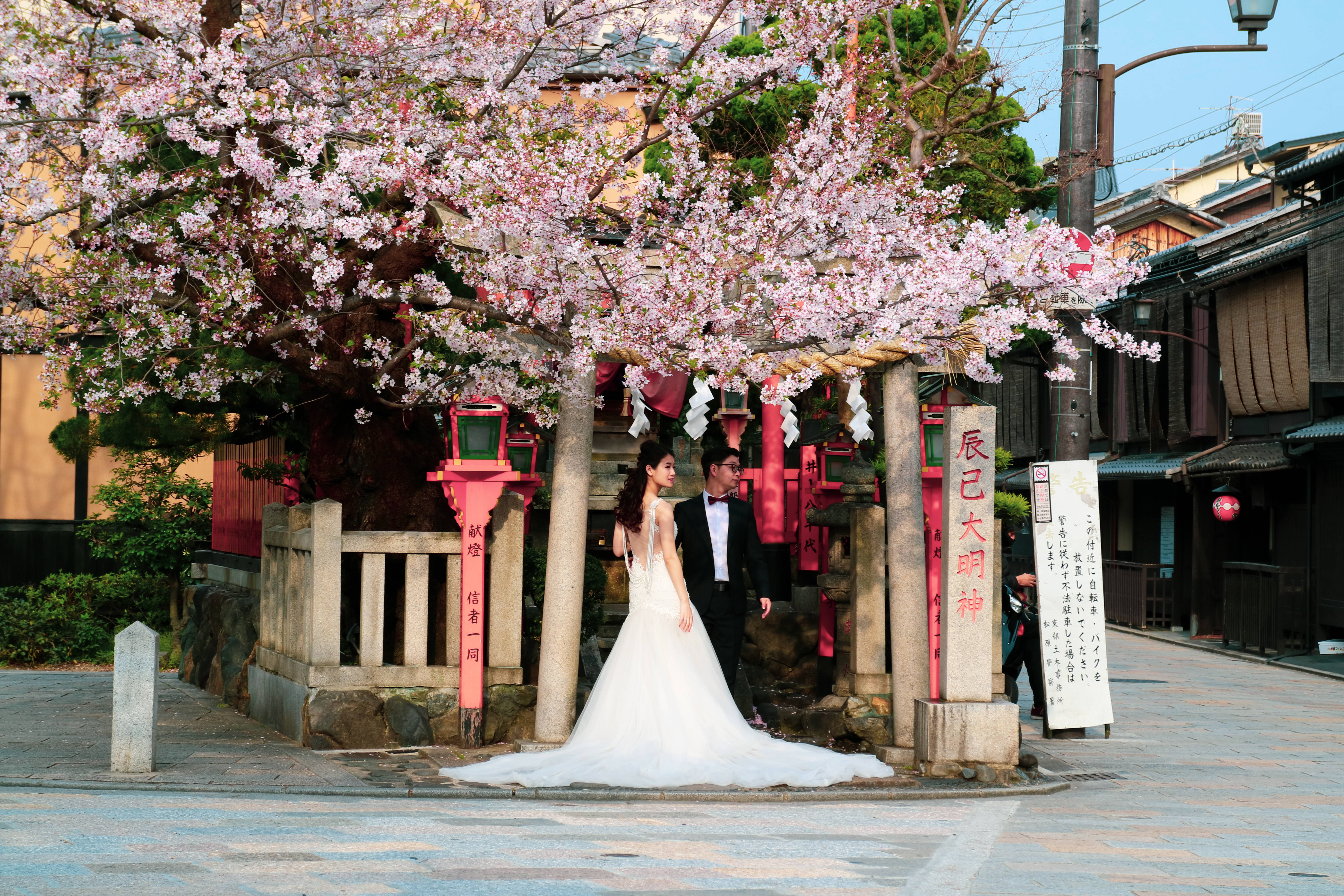 新婚夫婦と日本の桜 壁紙