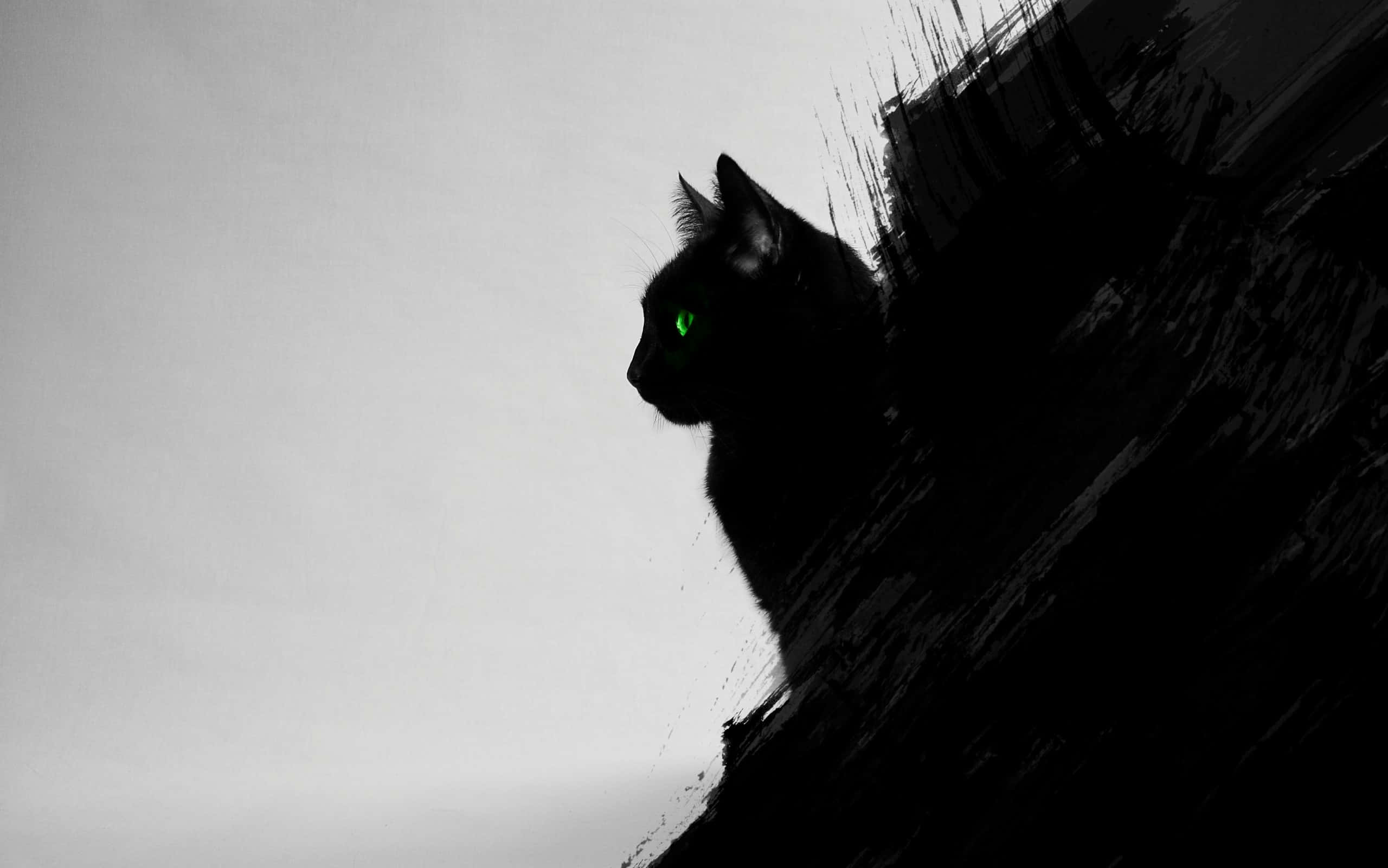 日向でくつろぐ黒猫 壁紙