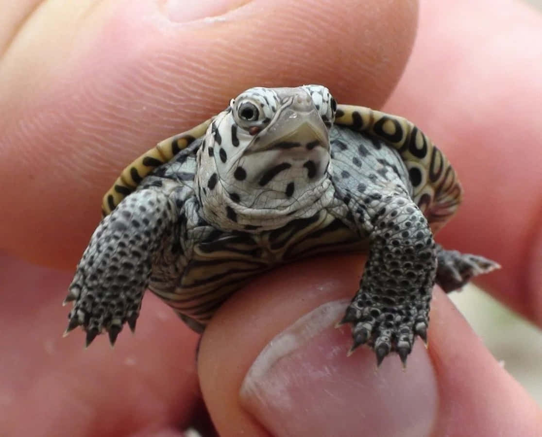 日向ぼっこするかわいいカメ 壁紙