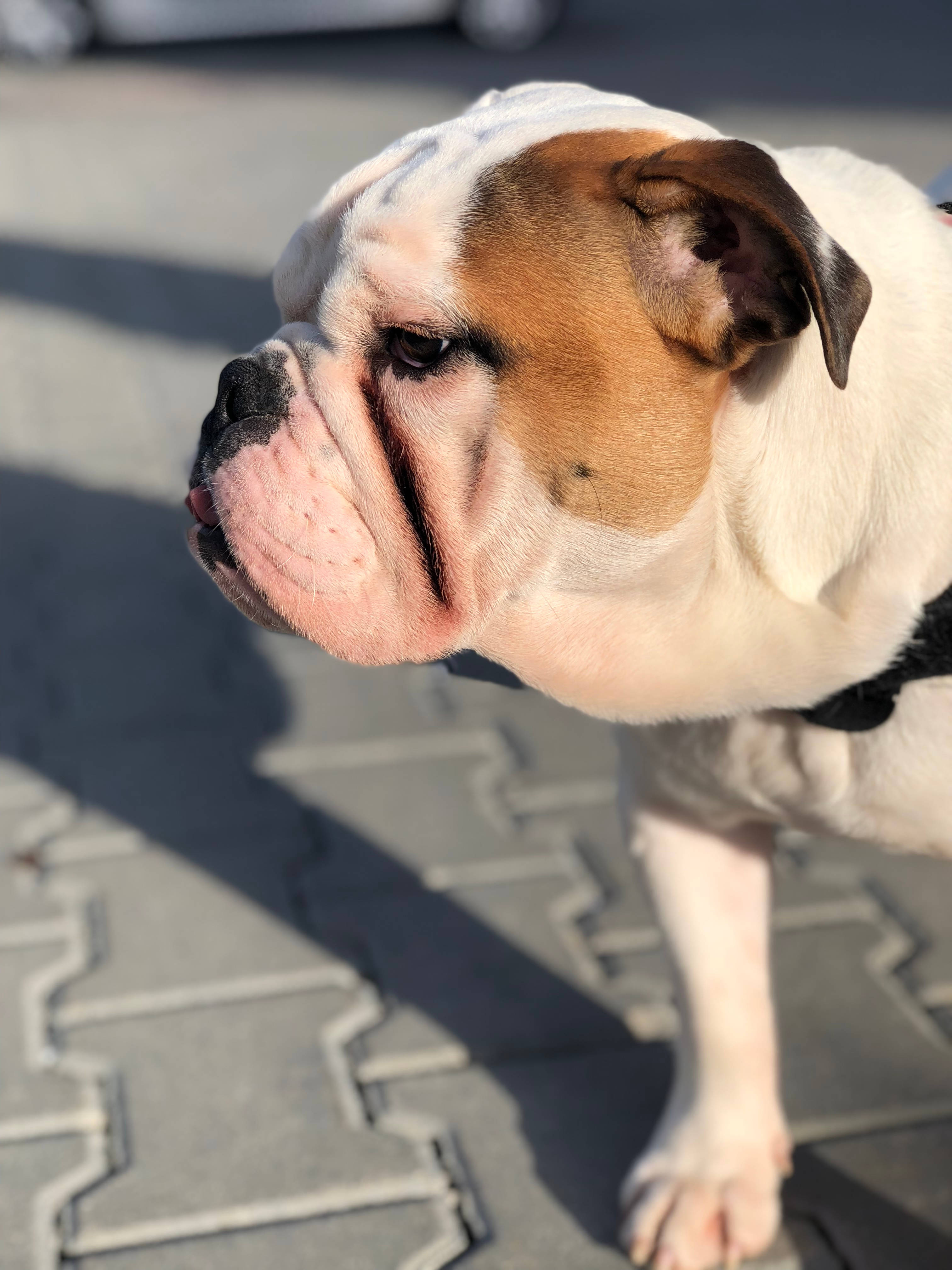 日差しの下で不機嫌なかわいい犬 壁紙
