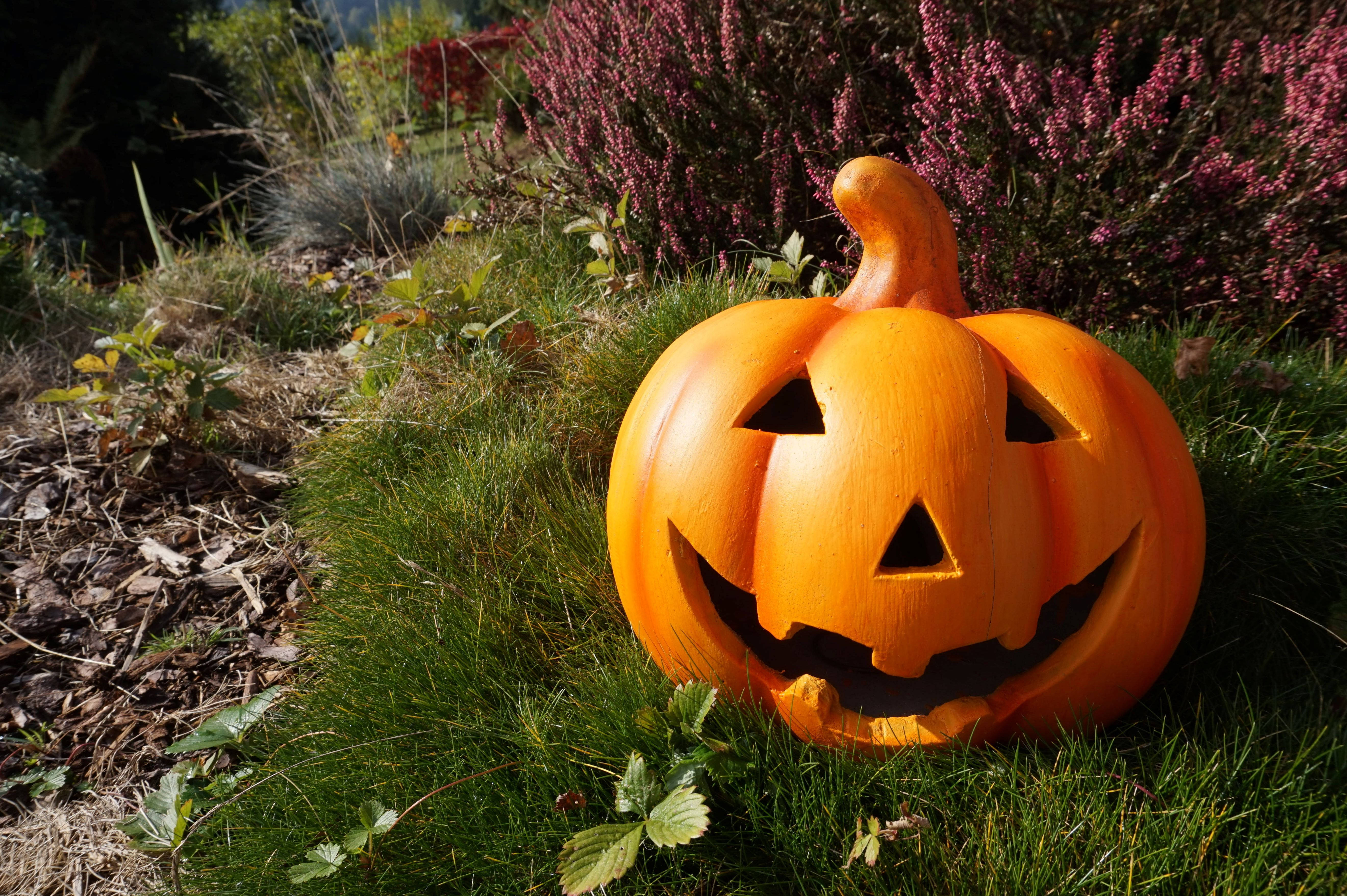 日差しの下のかわいいハロウィンカボチャ 壁紙
