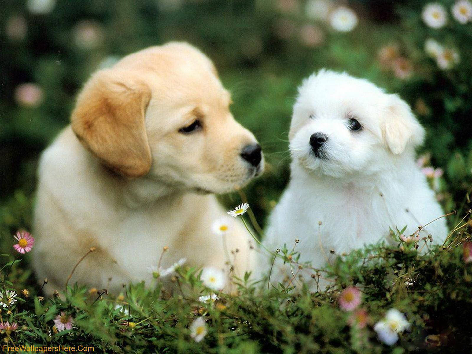 日差しの中でくつろぐ愛らしい子犬 壁紙