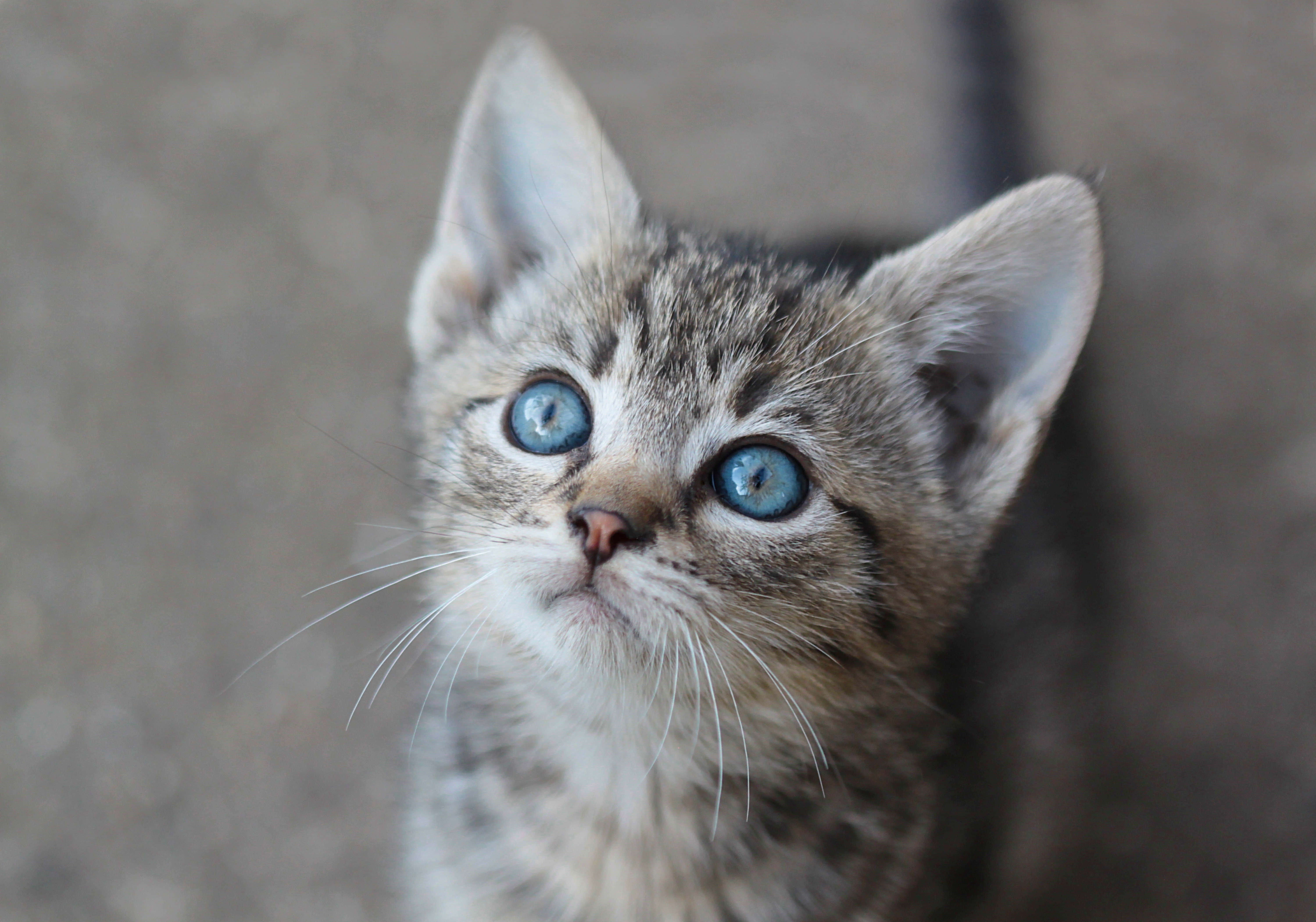 日差しの中でくつろぐ愛らしい子猫 壁紙