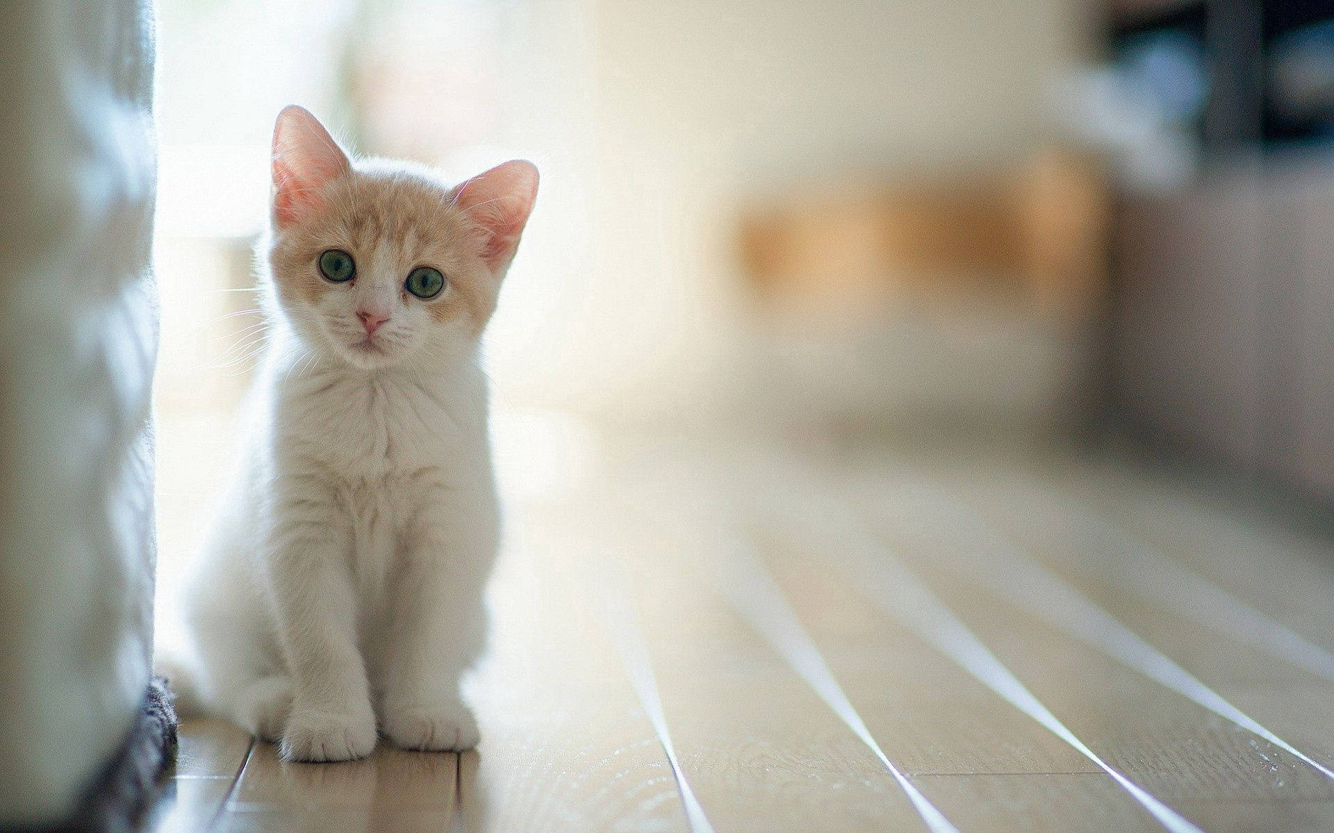 日差しの中の愛らしい子猫 壁紙