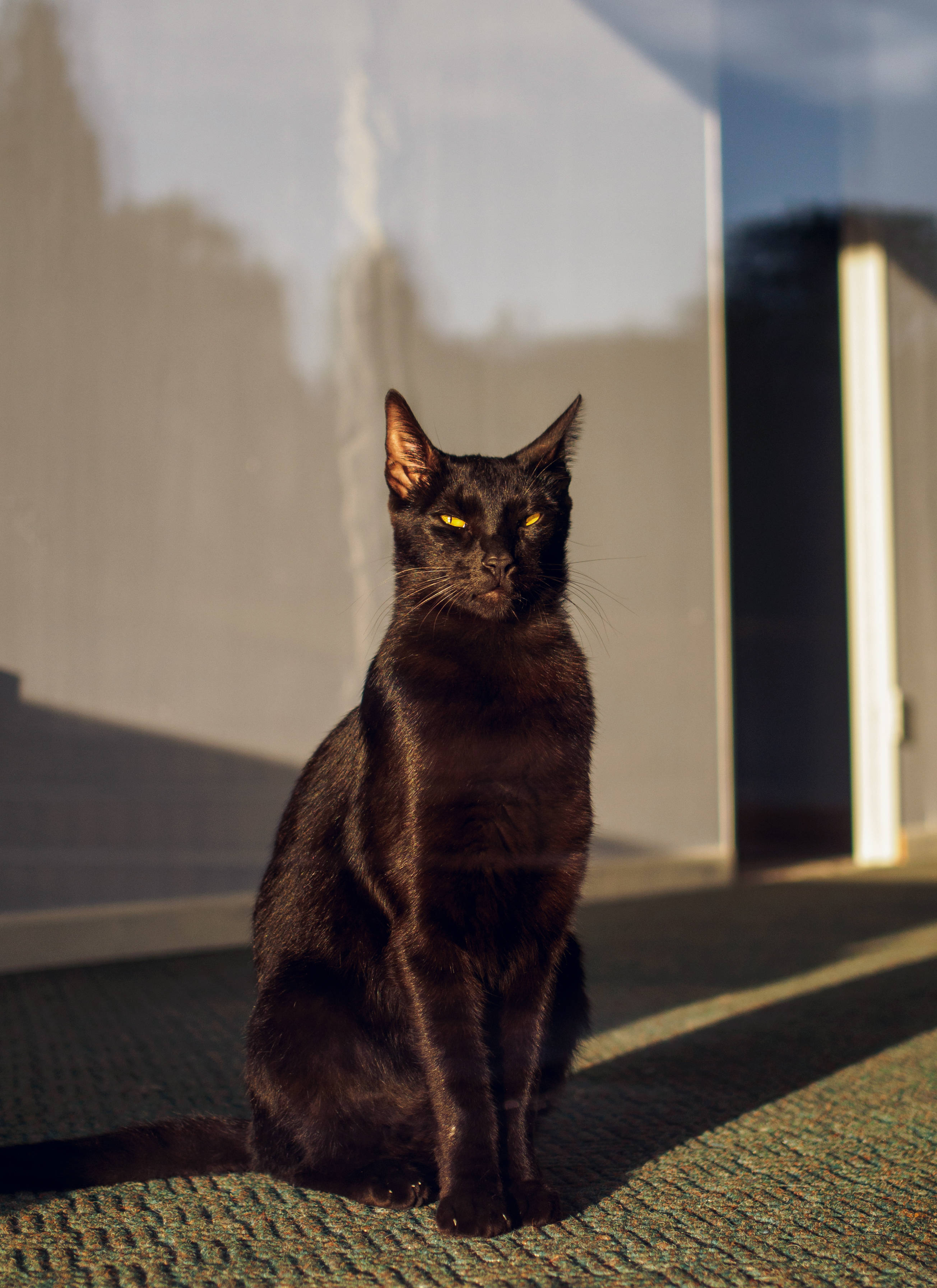 日差しの窓辺の黒猫 壁紙