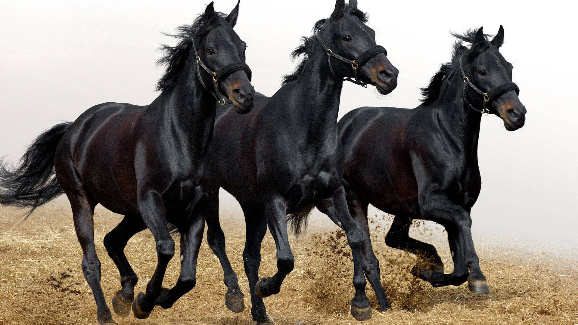 走る三頭の黒い馬の絵画壁紙