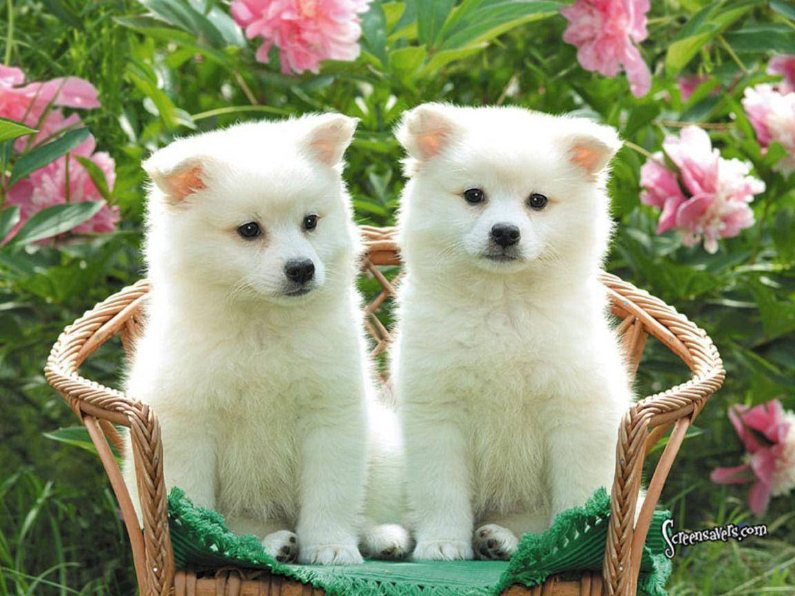 日差しを楽しむ愛らしい子犬 壁紙
