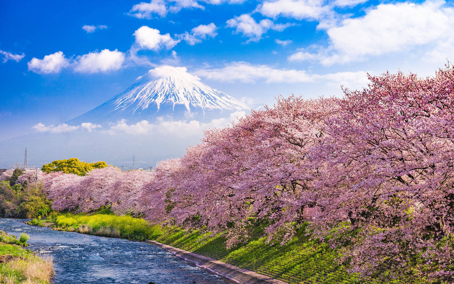 日本 桜 潤井川 富士山 壁紙