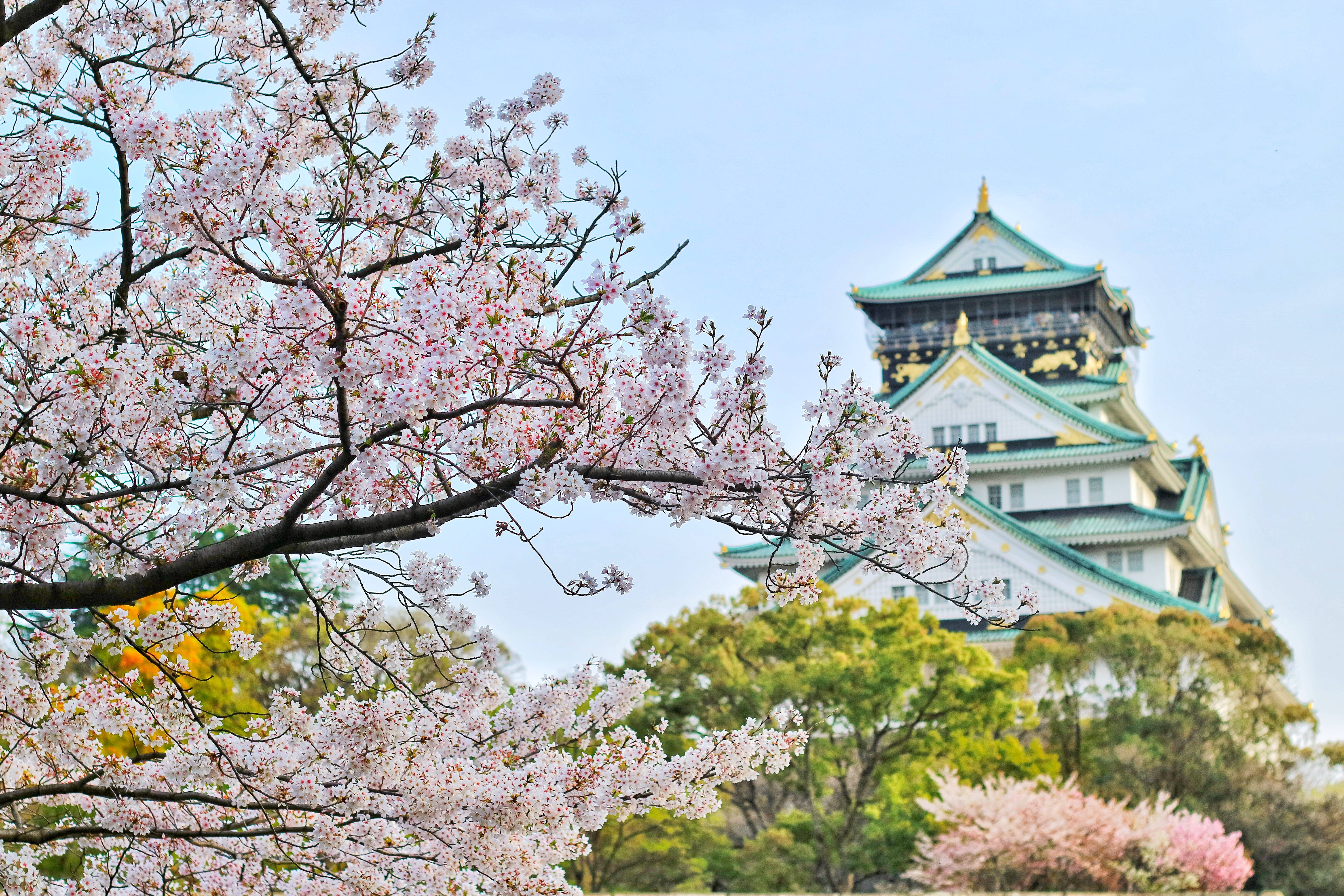 日本4K桜と城 壁紙