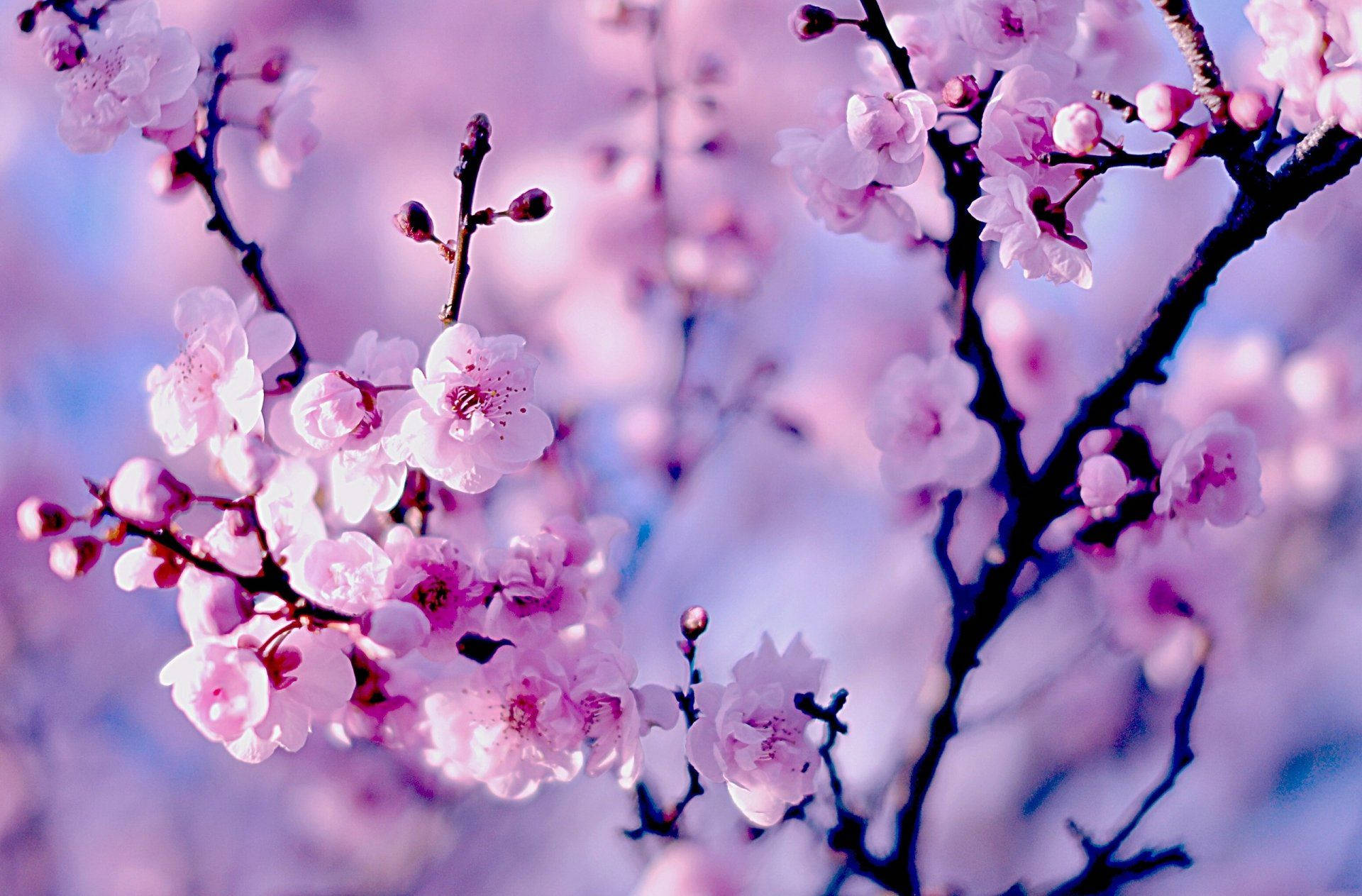 日本の桜の壁紙