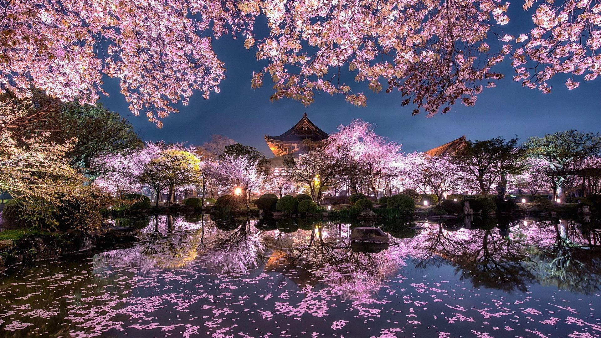 日本の桜 — 桜 壁紙