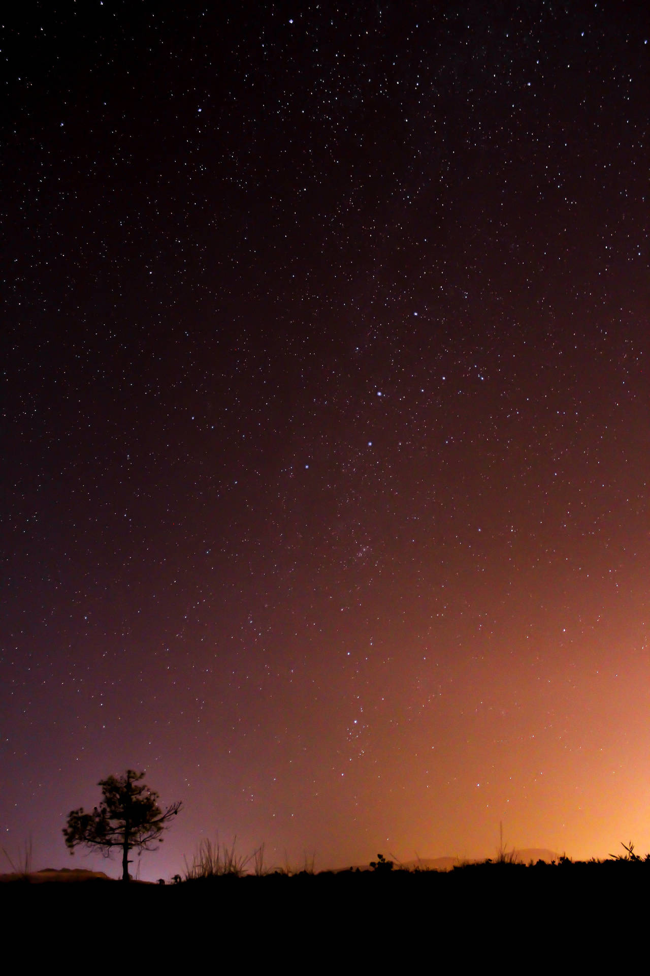 星空の夜の下の孤独な木 iPhone用壁紙