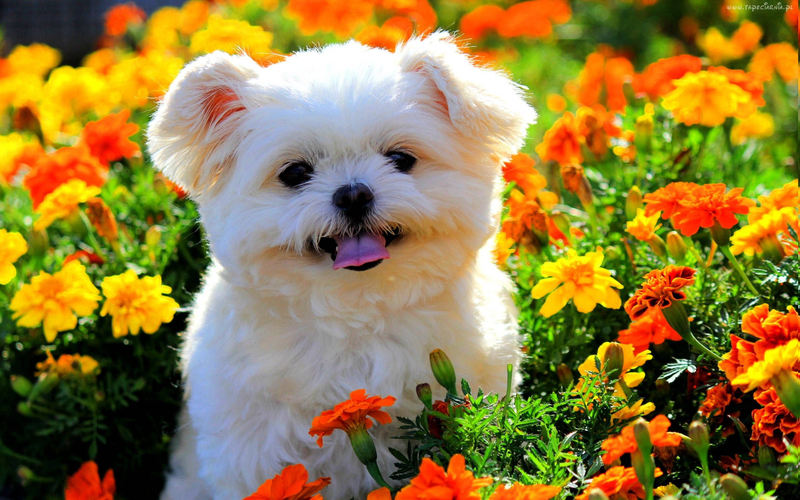 春のかわいい子犬と花々 壁紙
