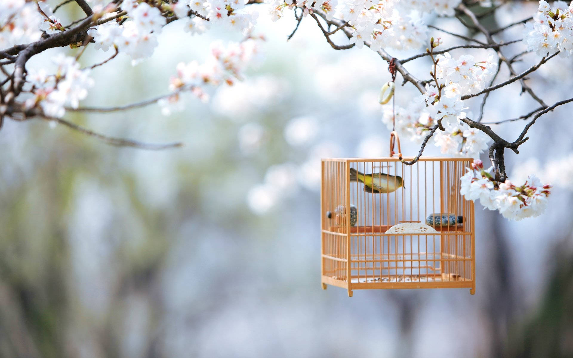 春のかわいい鳥かご 壁紙