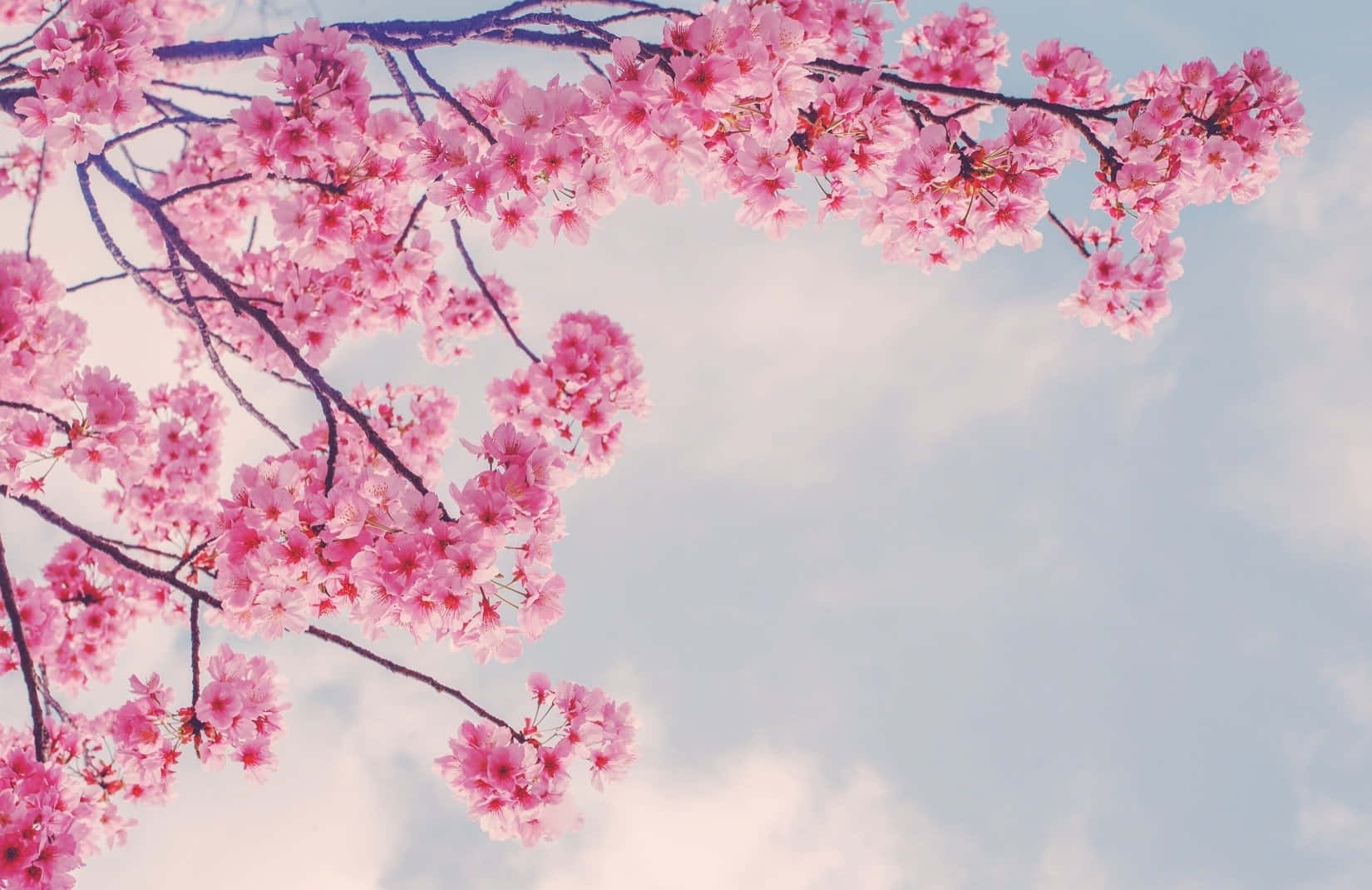春のピンクの桜の枝 壁紙