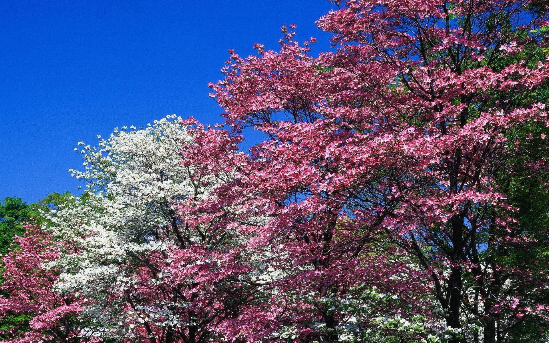 春のピンクの花咲く木々 壁紙
