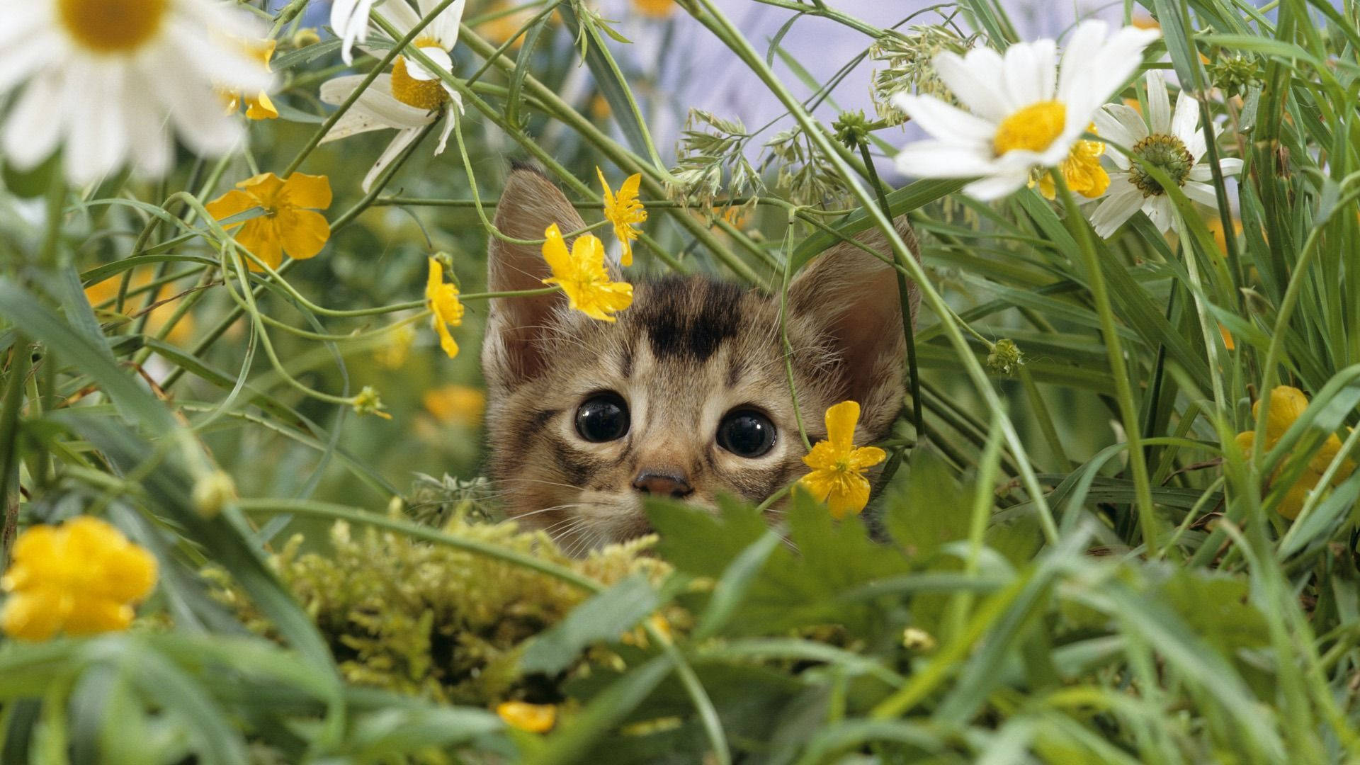 春の可愛い子猫 壁紙