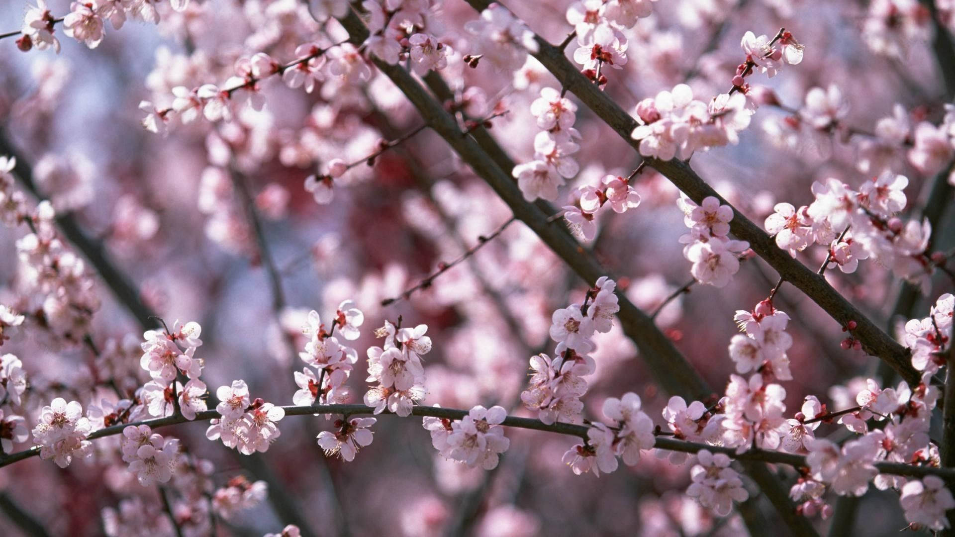 春の桜の壁紙