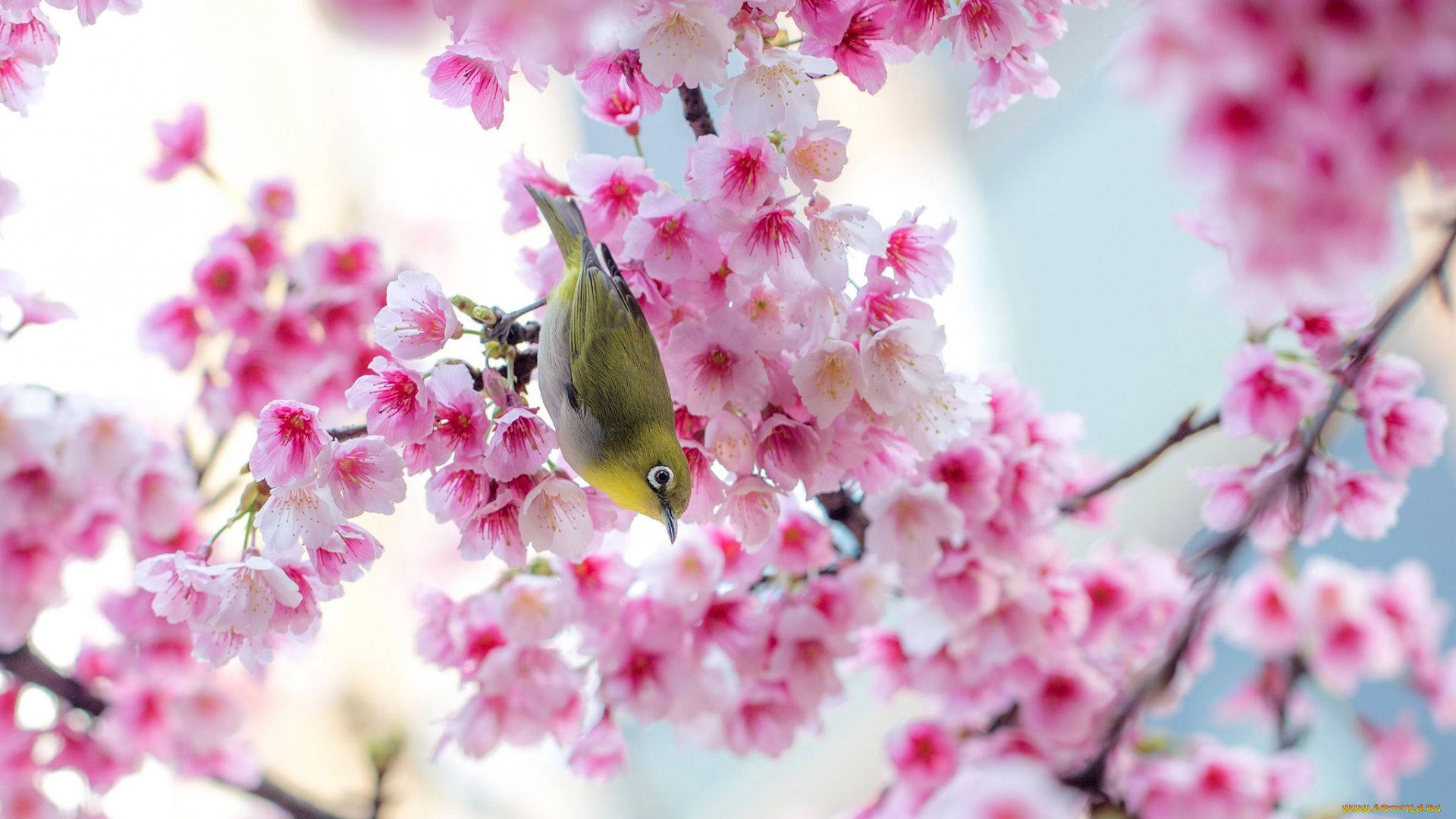 春の桜と可愛い小鳥 壁紙
