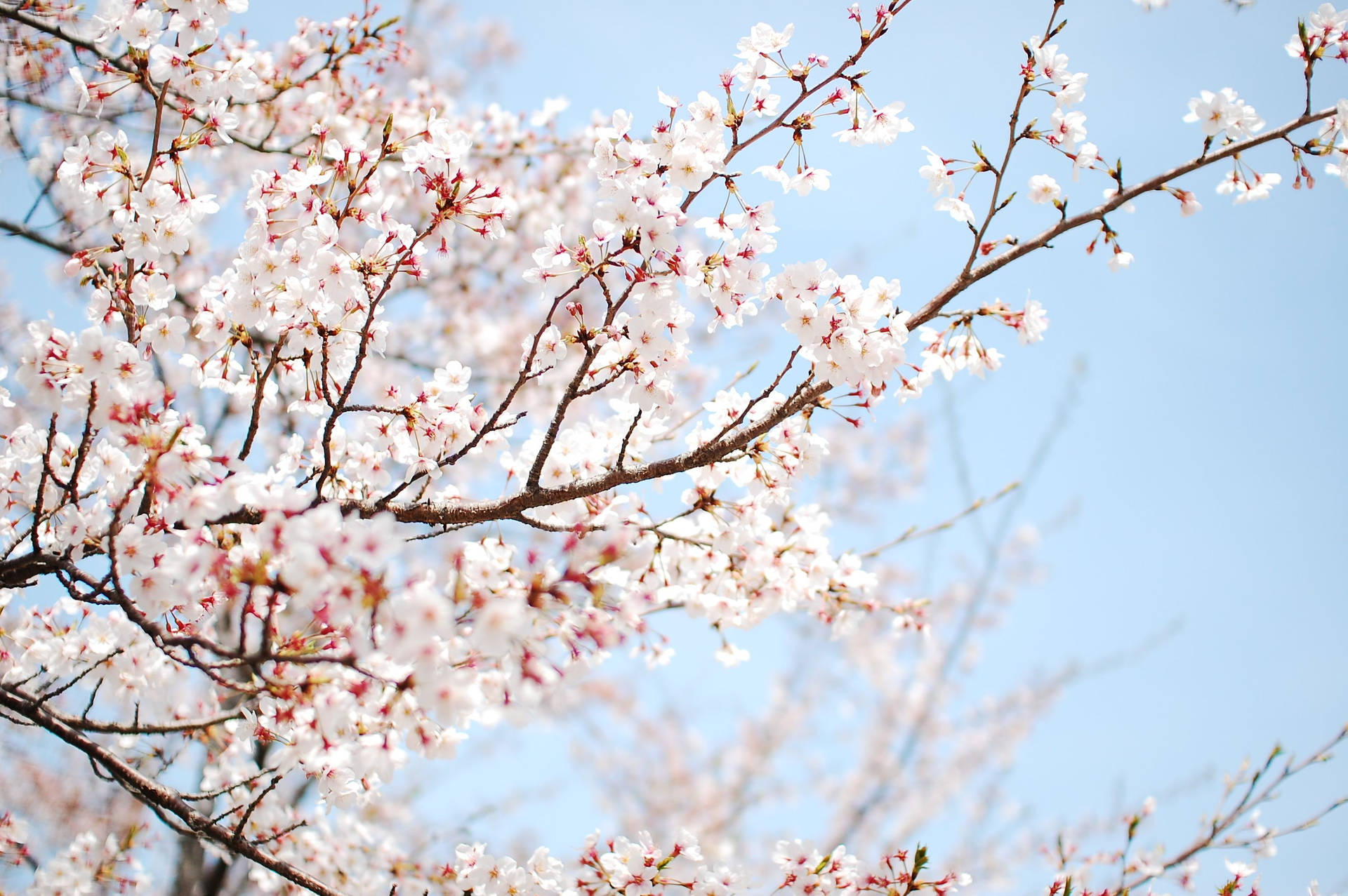 春の白い桜の壁紙