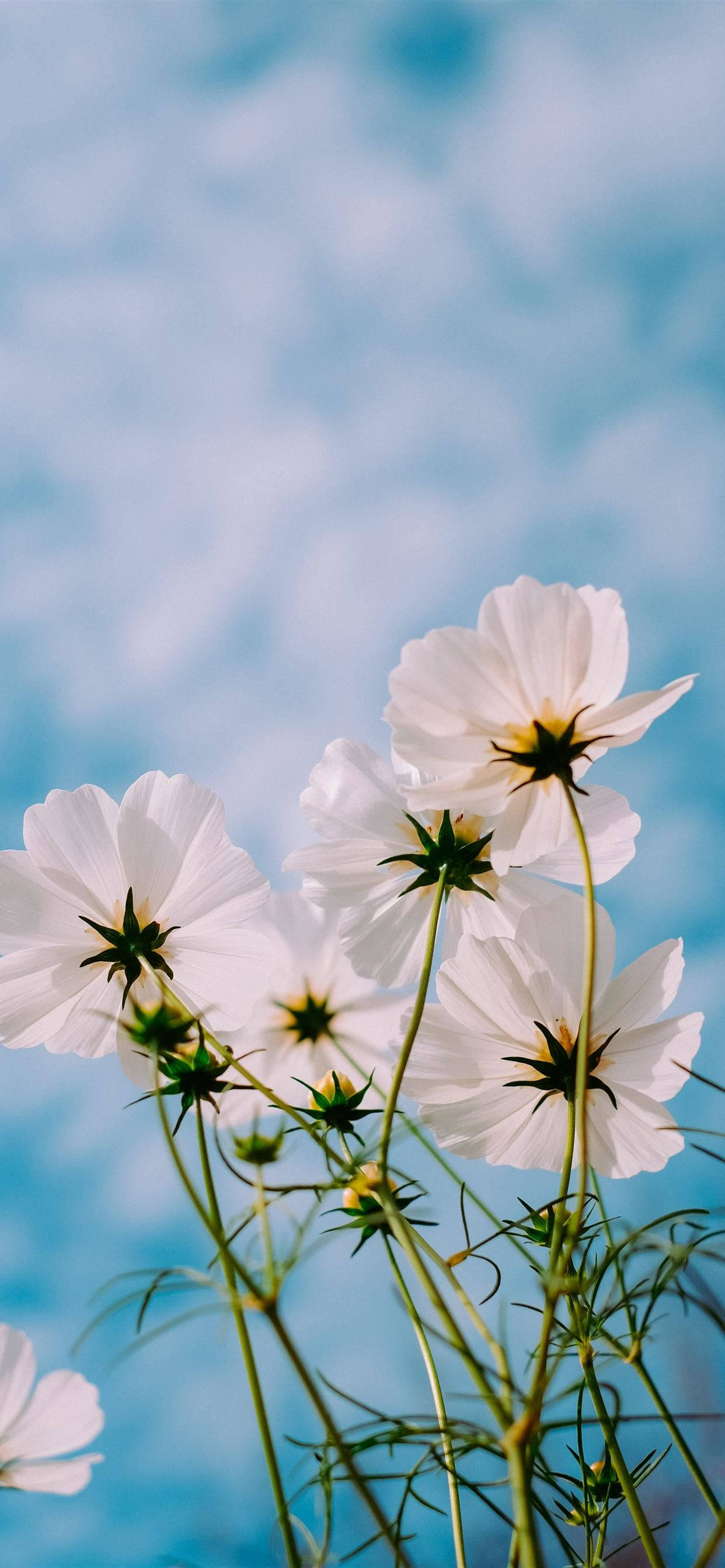 春の花 iPhone 11 Pro Max 壁紙