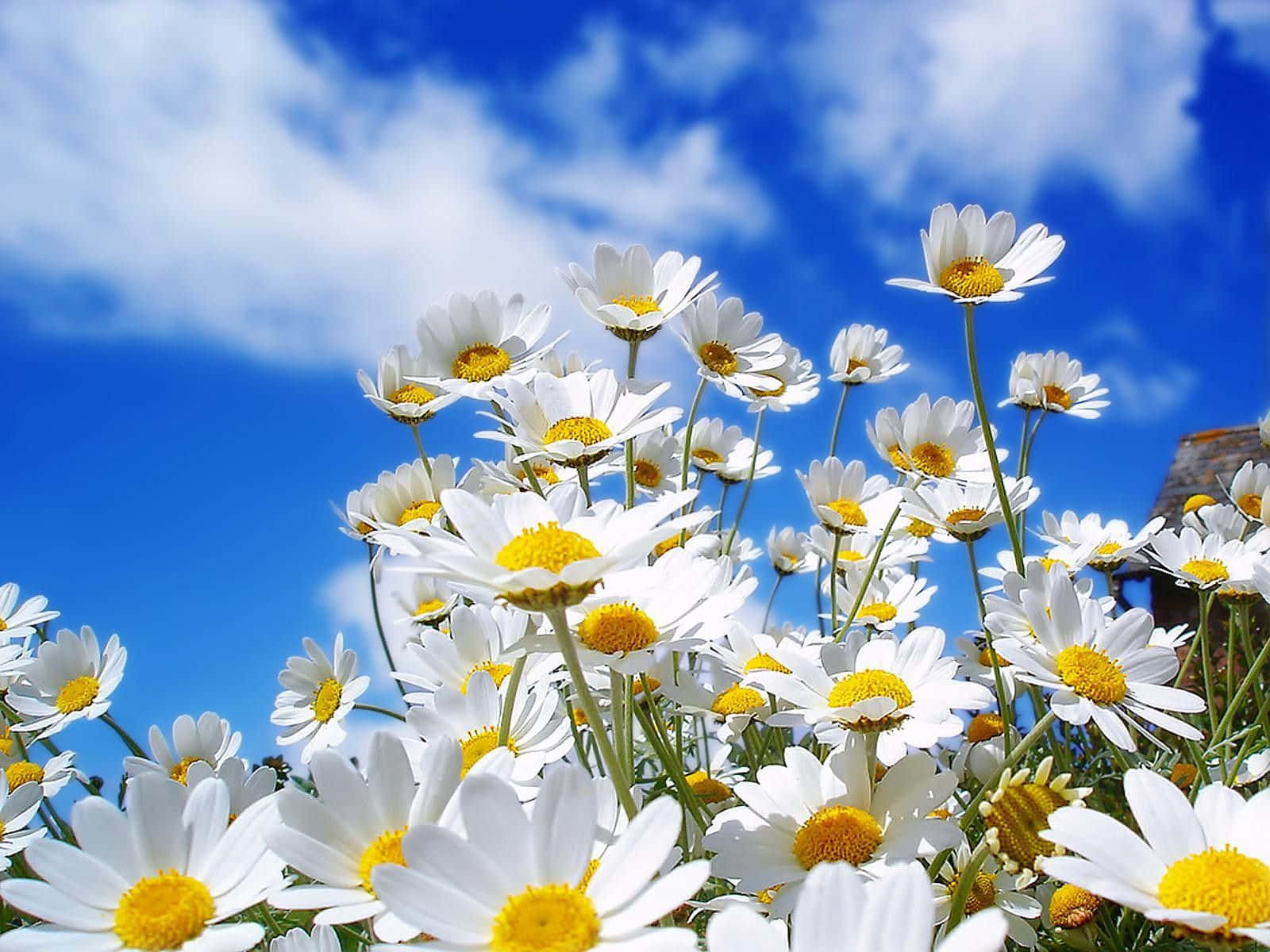 春の花 デスクトップ