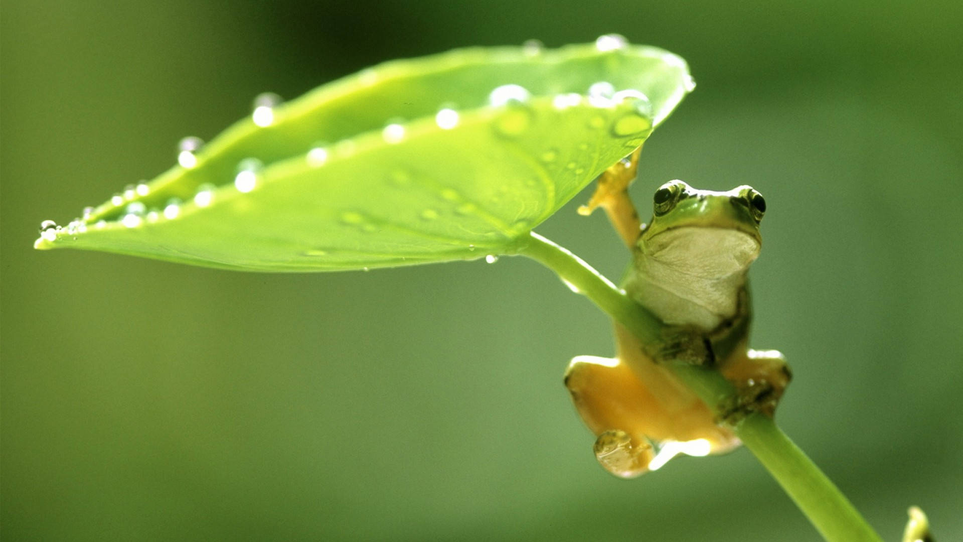 春の雨に濡れるカワイイカエル 壁紙