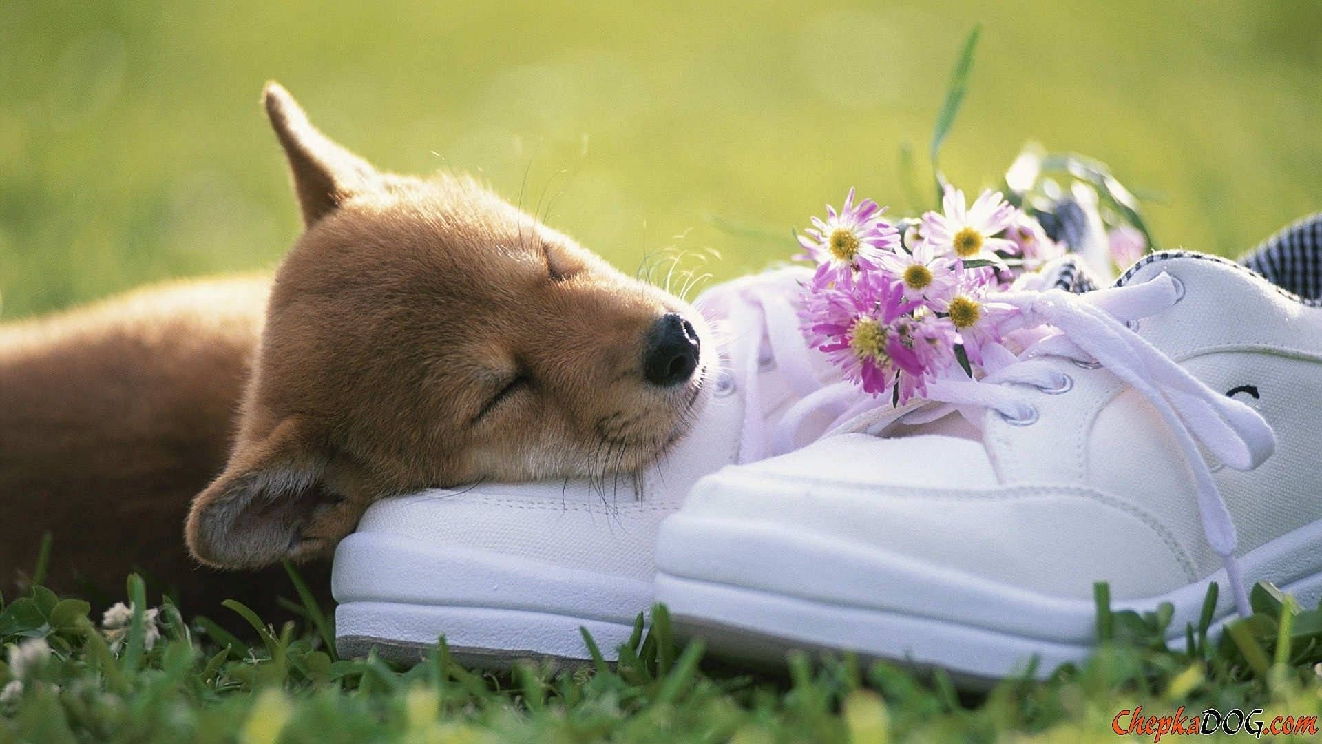 春の靴の上で眠るかわいい犬 壁紙