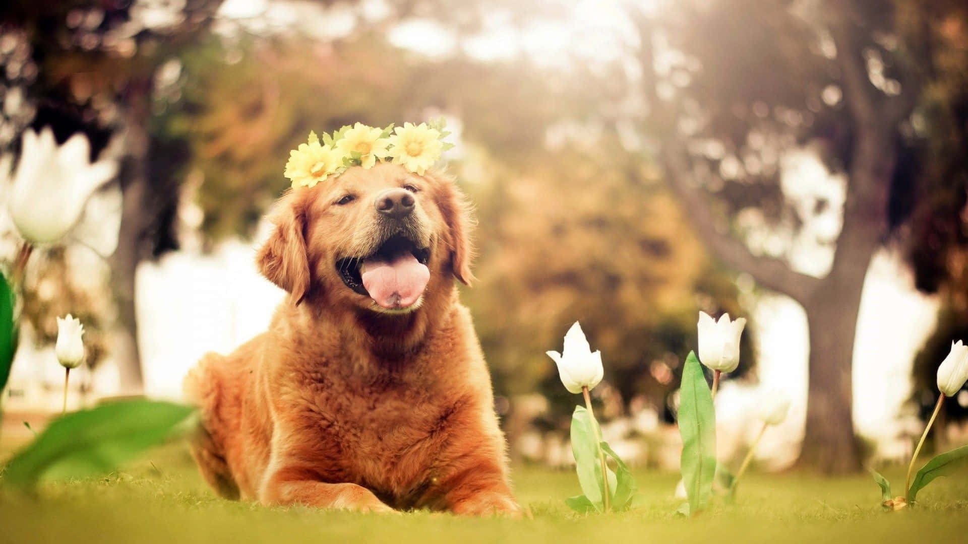 晴れた日にのんびり過ごすかわいい犬 壁紙